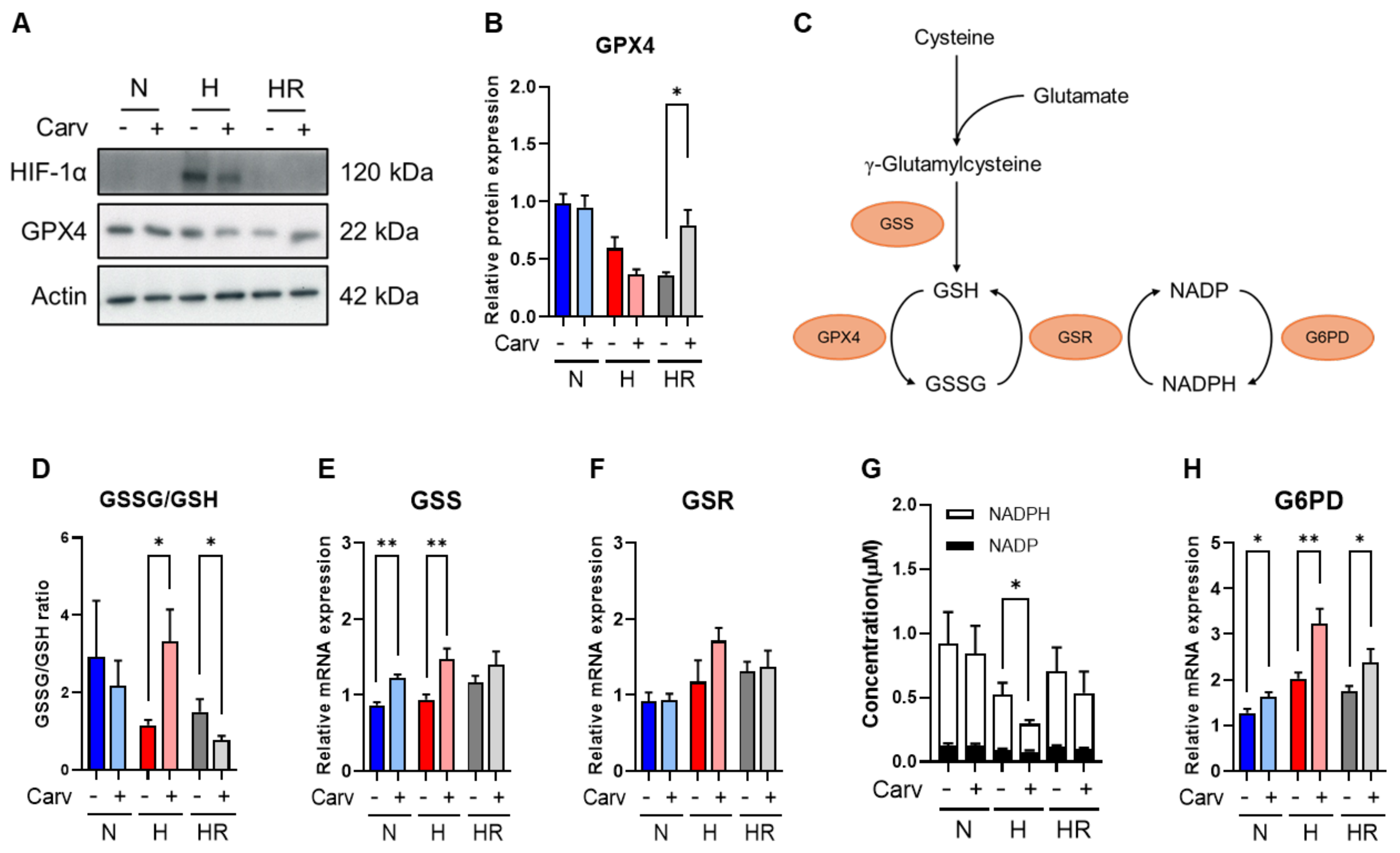 Antioxidants 14 00007 g005