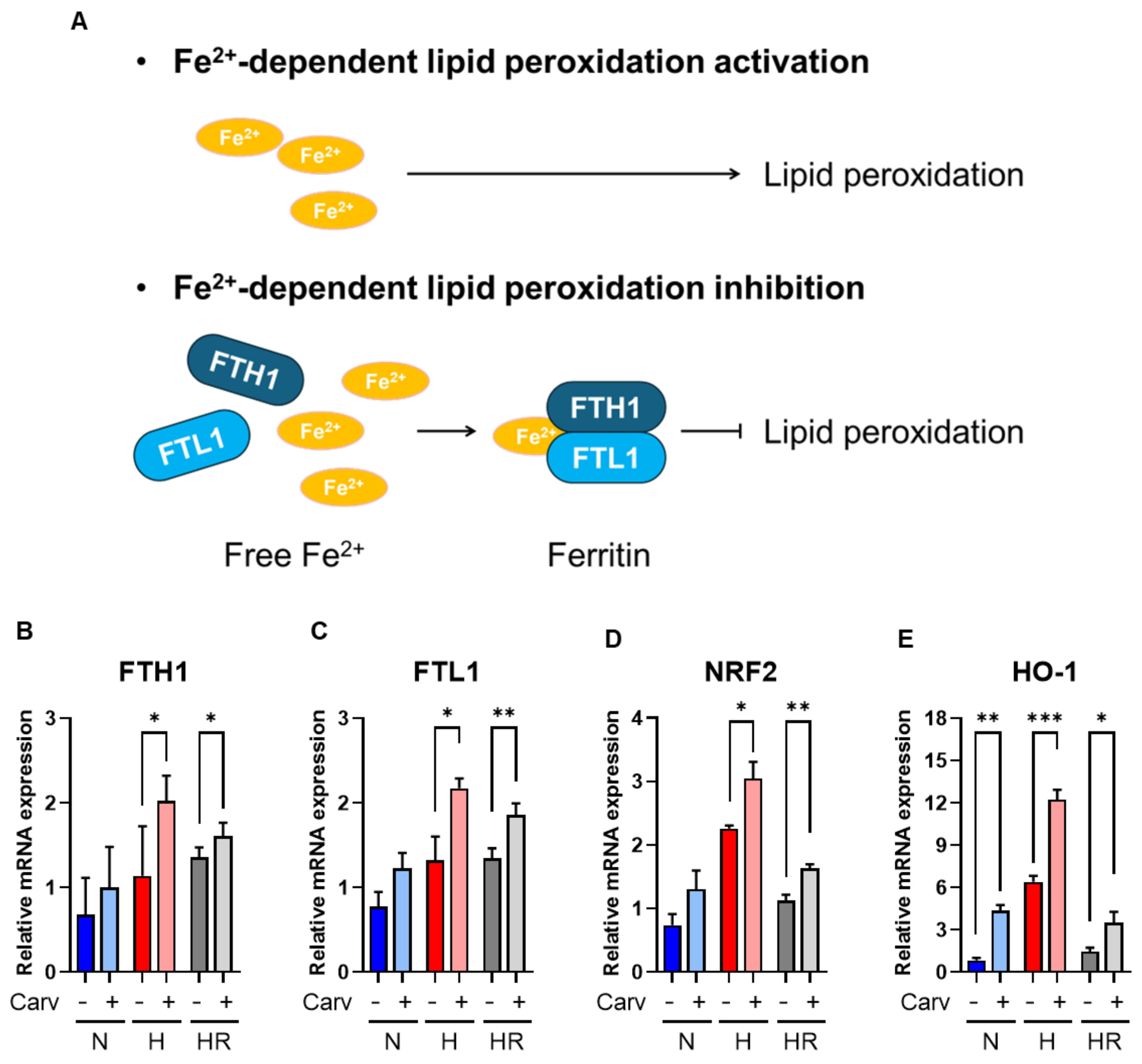 Antioxidants 14 00007 g006