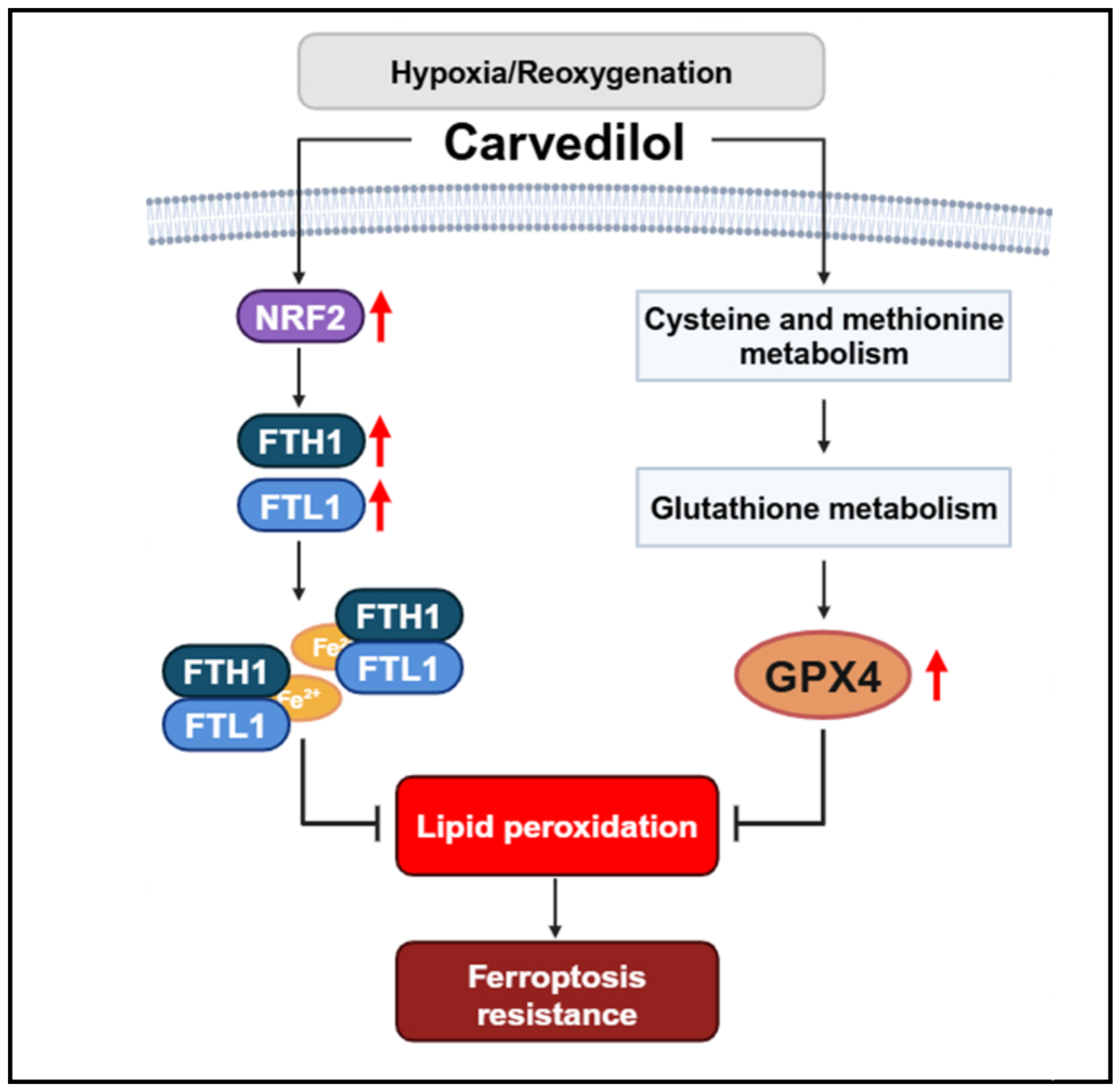 Antioxidants 14 00007 g007