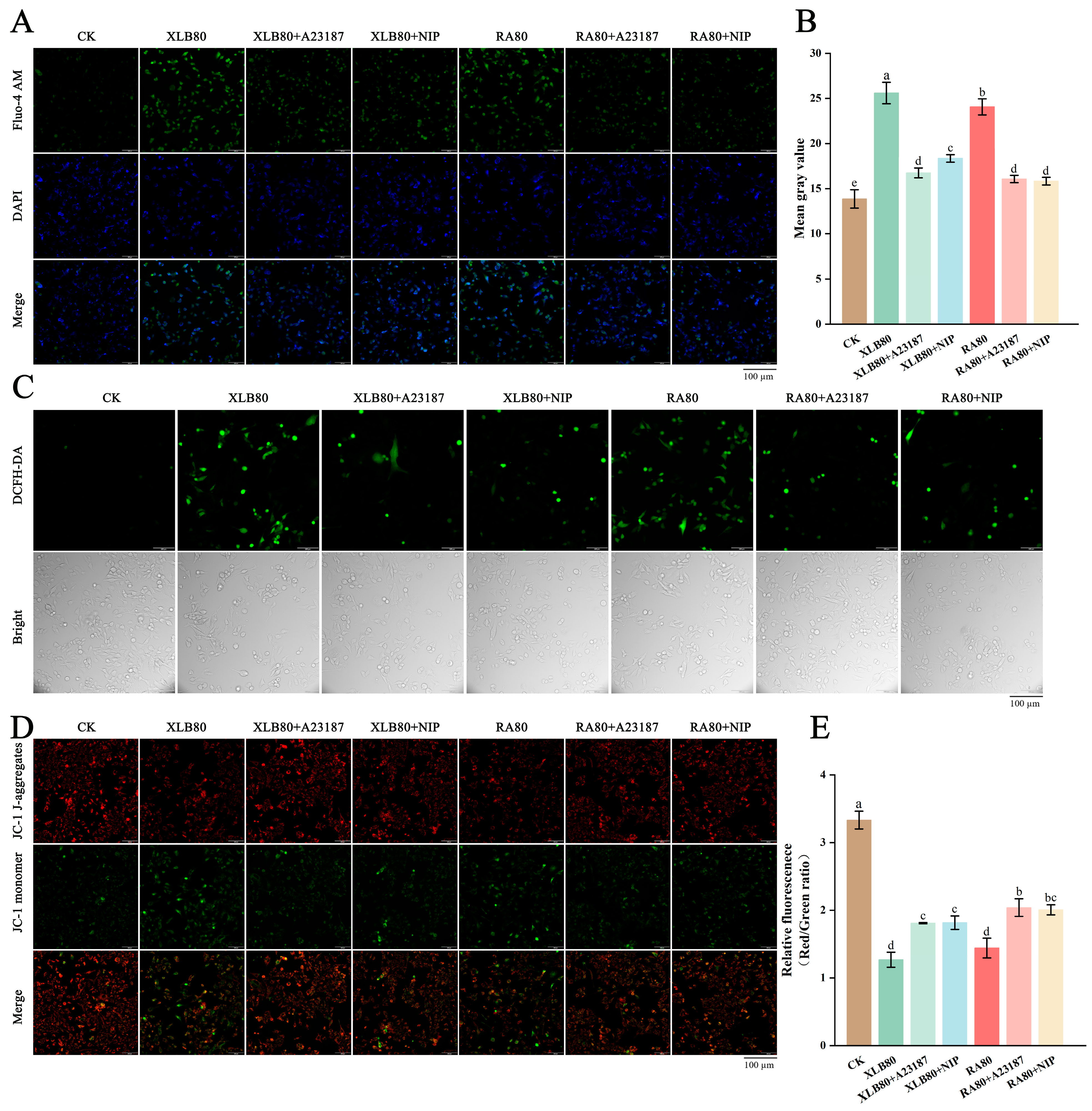 Antioxidants 14 00011 g006