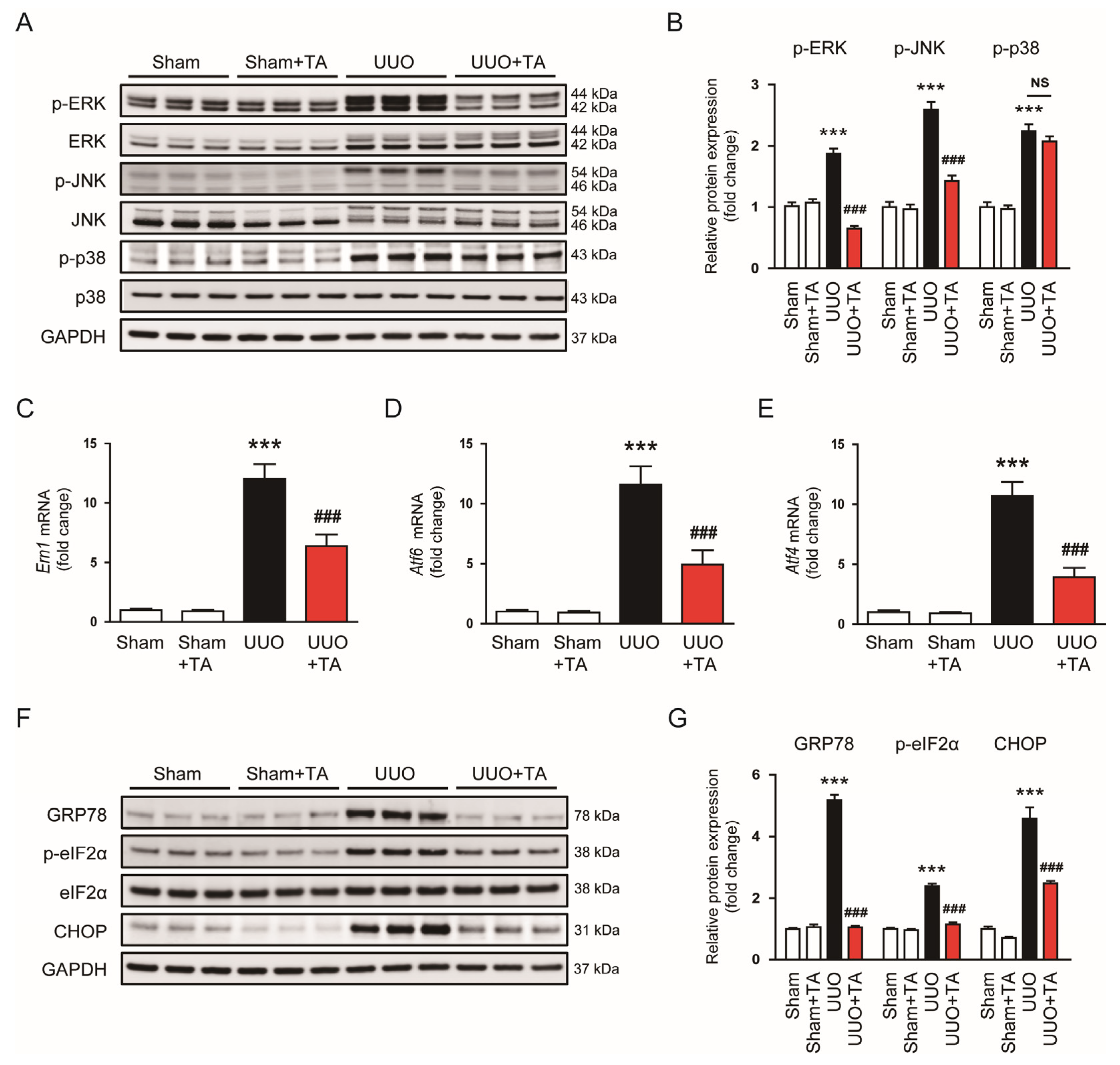 Antioxidants 14 00013 g006