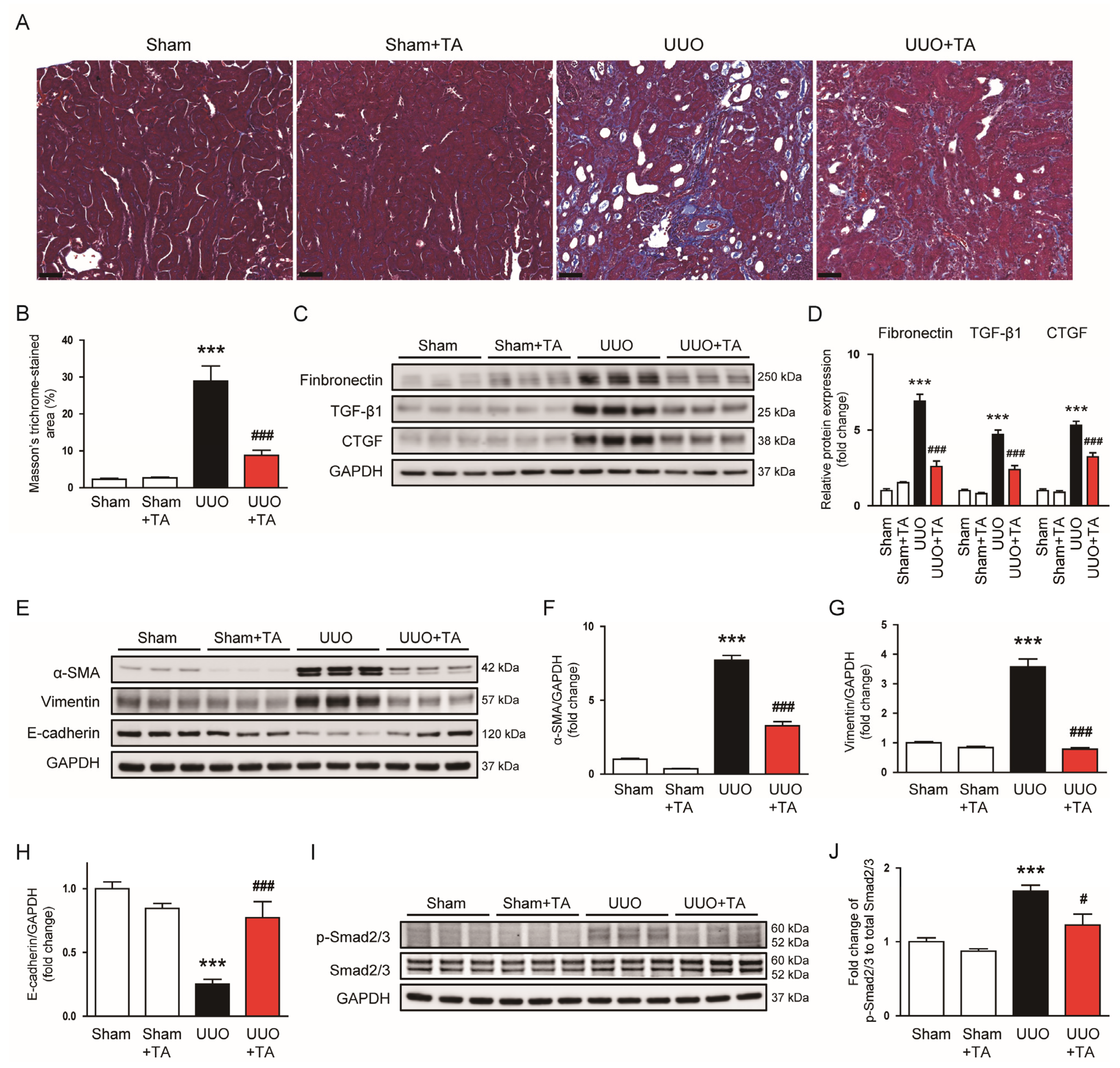 Antioxidants 14 00013 g007