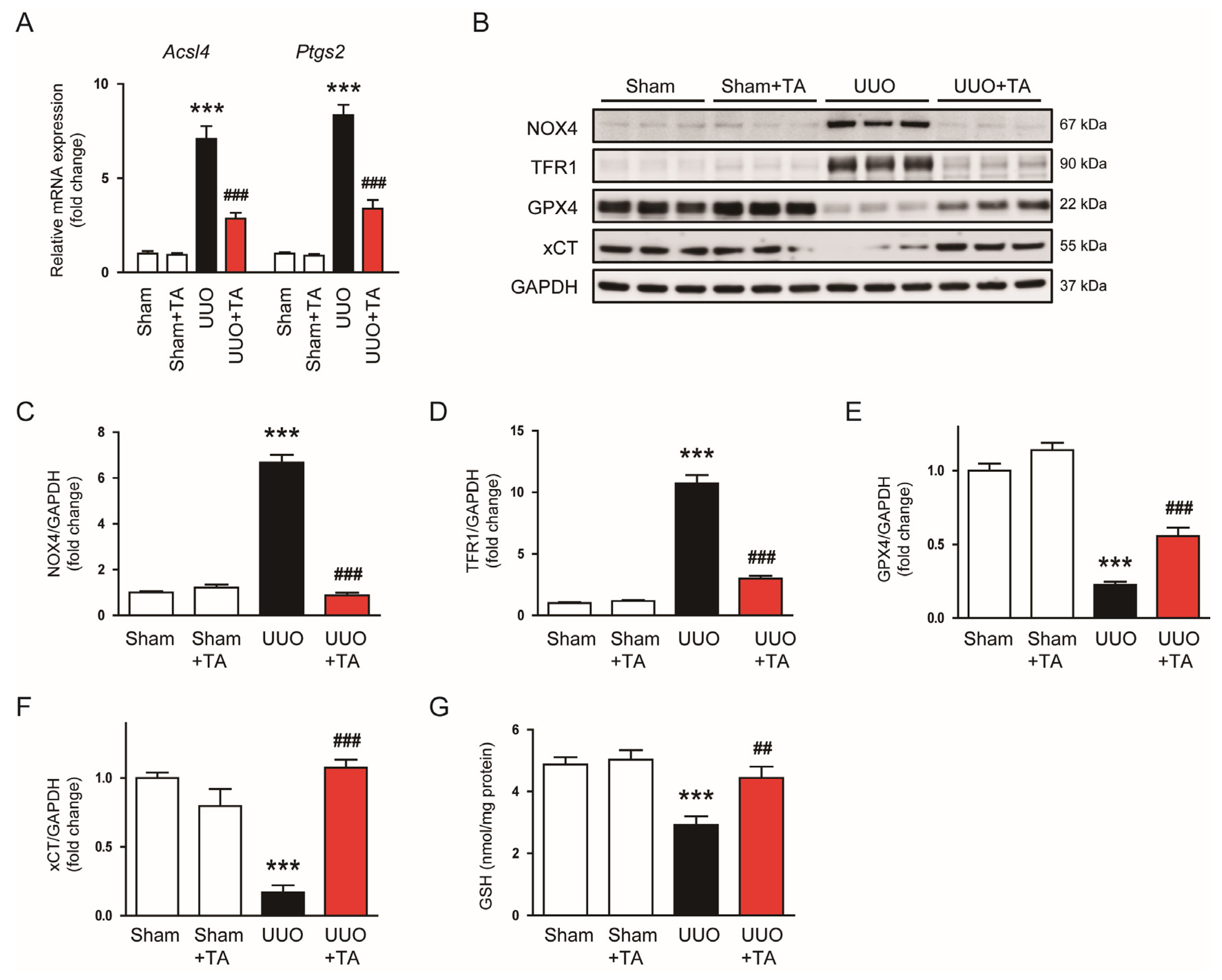Antioxidants 14 00013 g010