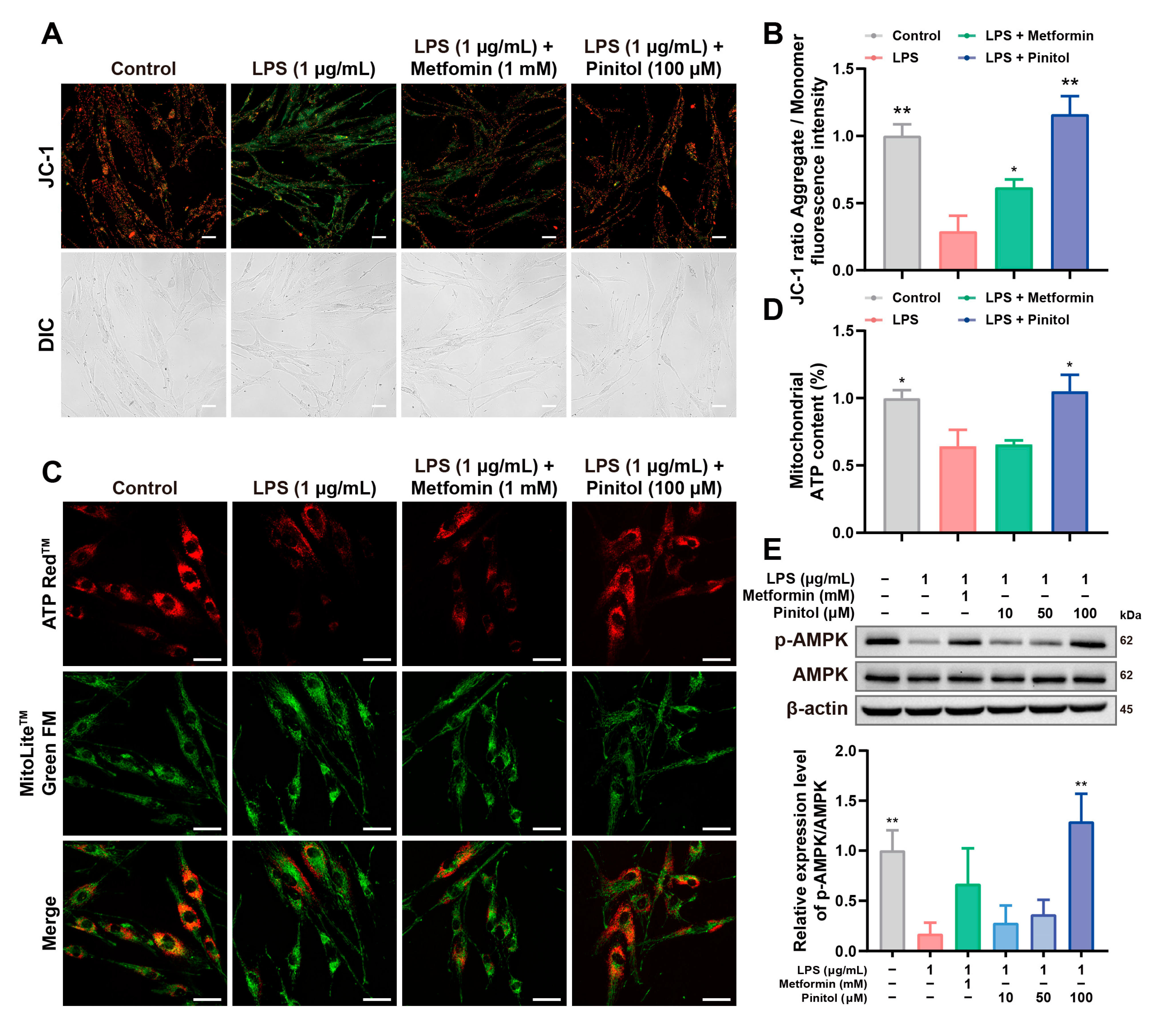 Antioxidants 14 00015 g004