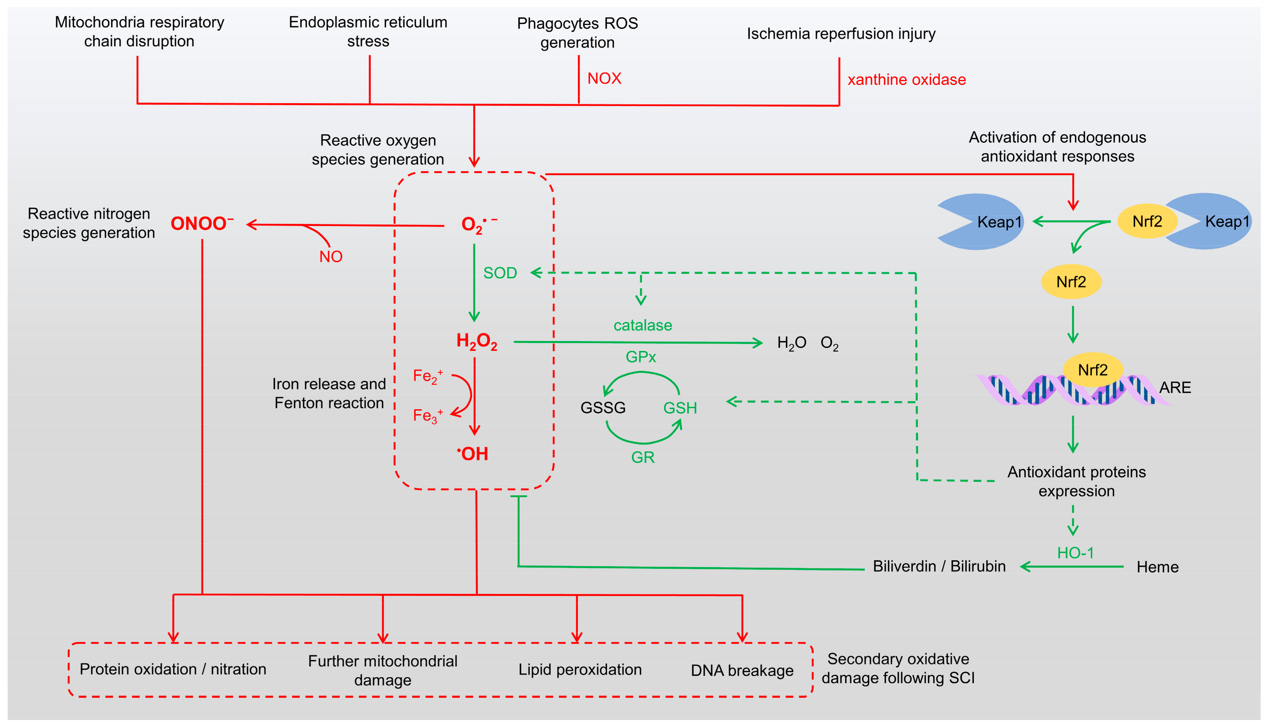 Antioxidants 14 00017 g001