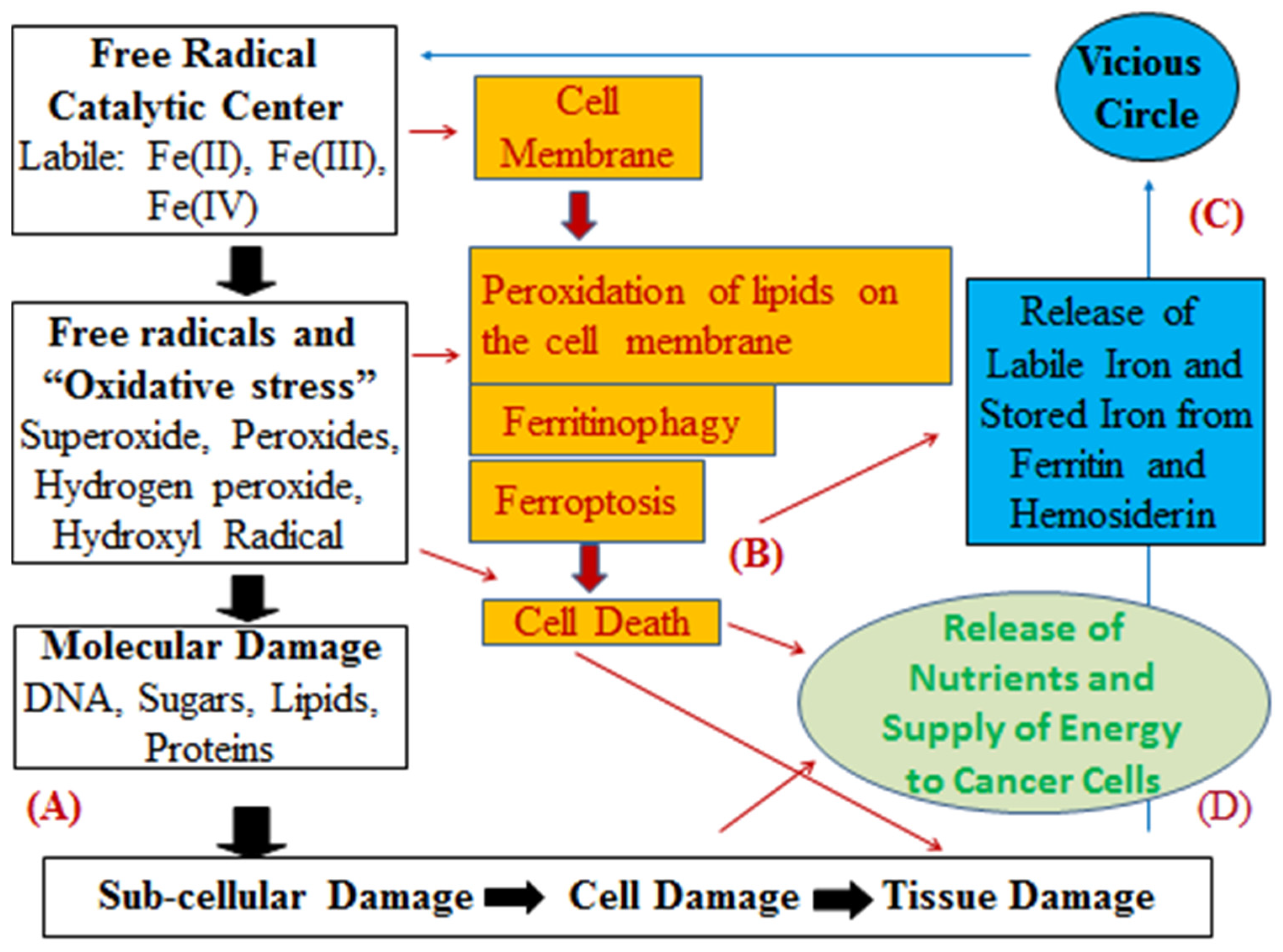 Antioxidants 14 00029 g003 Antioxidants 14 00029 g003