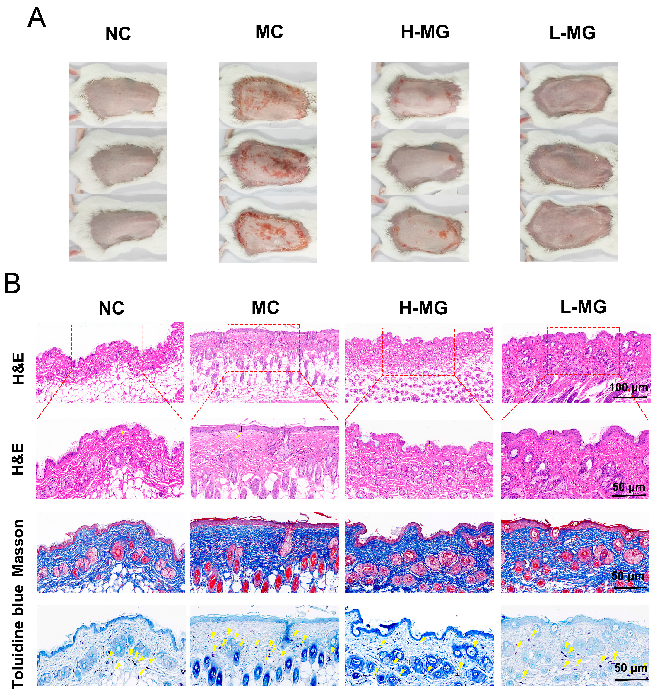 Antioxidants 14 00030 g004