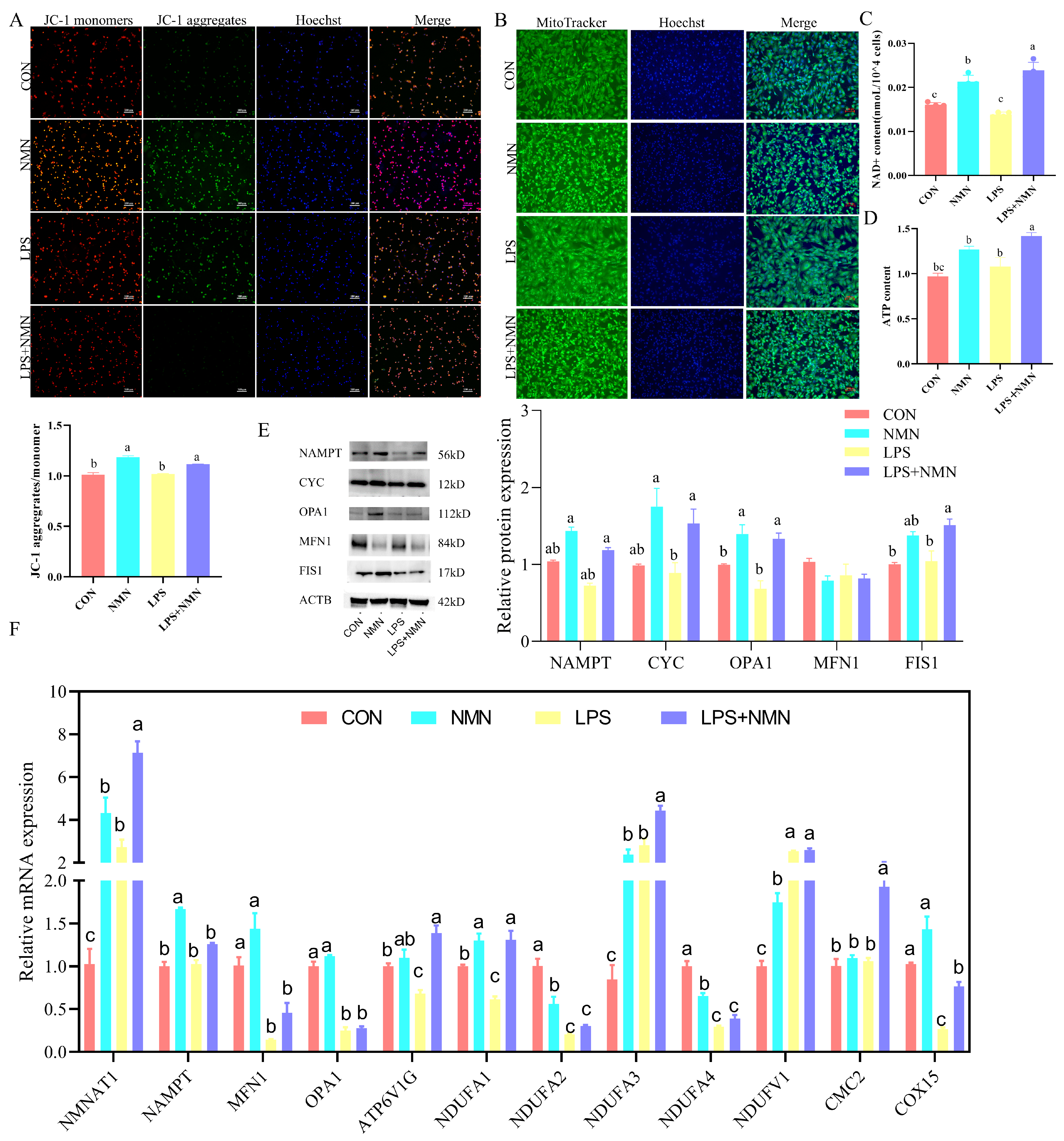 Antioxidants 14 00034 g006