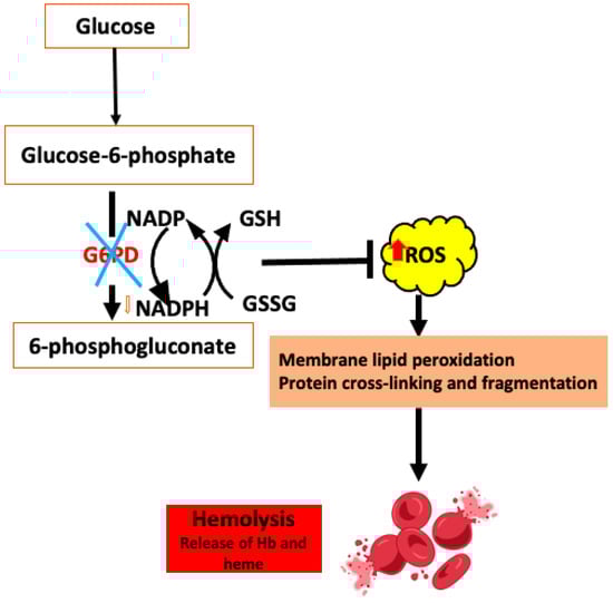 Antioxidants 14 00036 g002