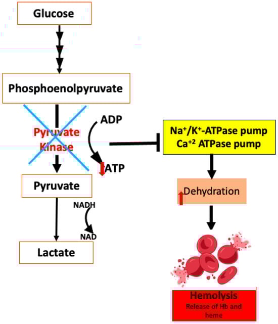Antioxidants 14 00036 g003