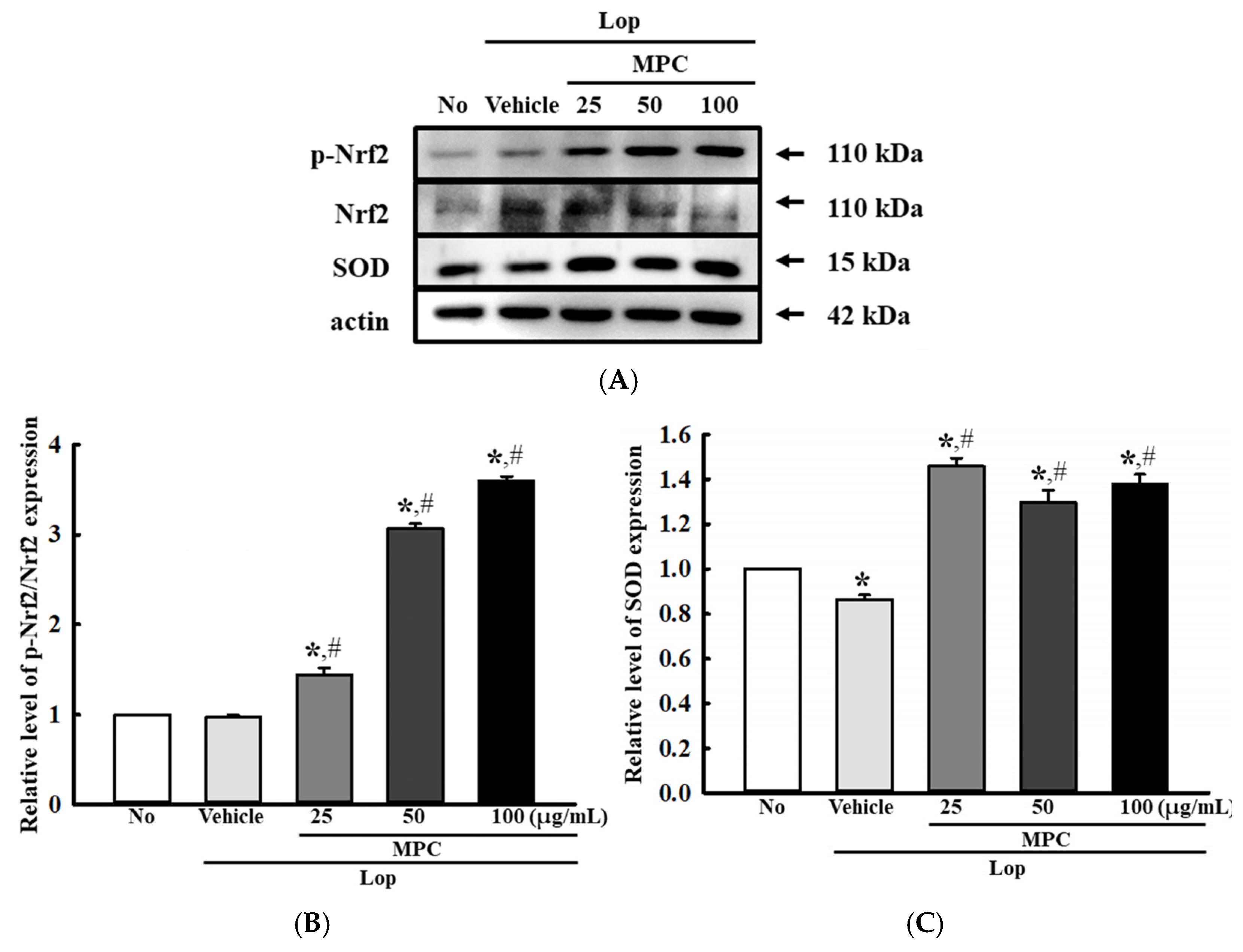 Antioxidants 14 00037 g013