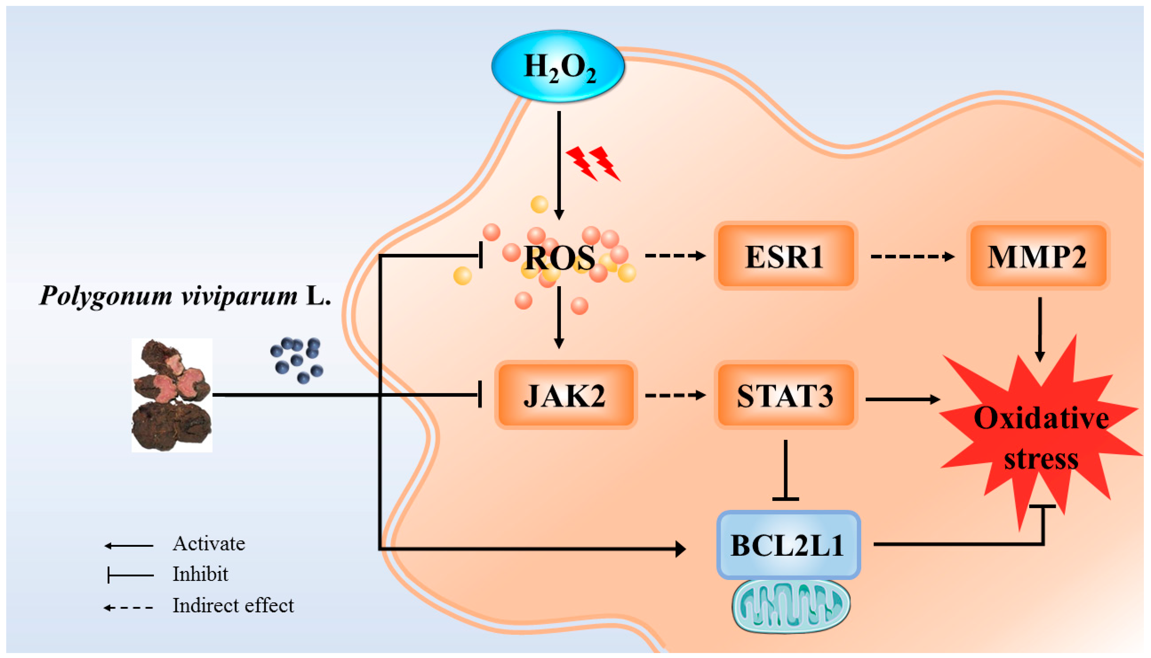 Antioxidants 14 00041 g007