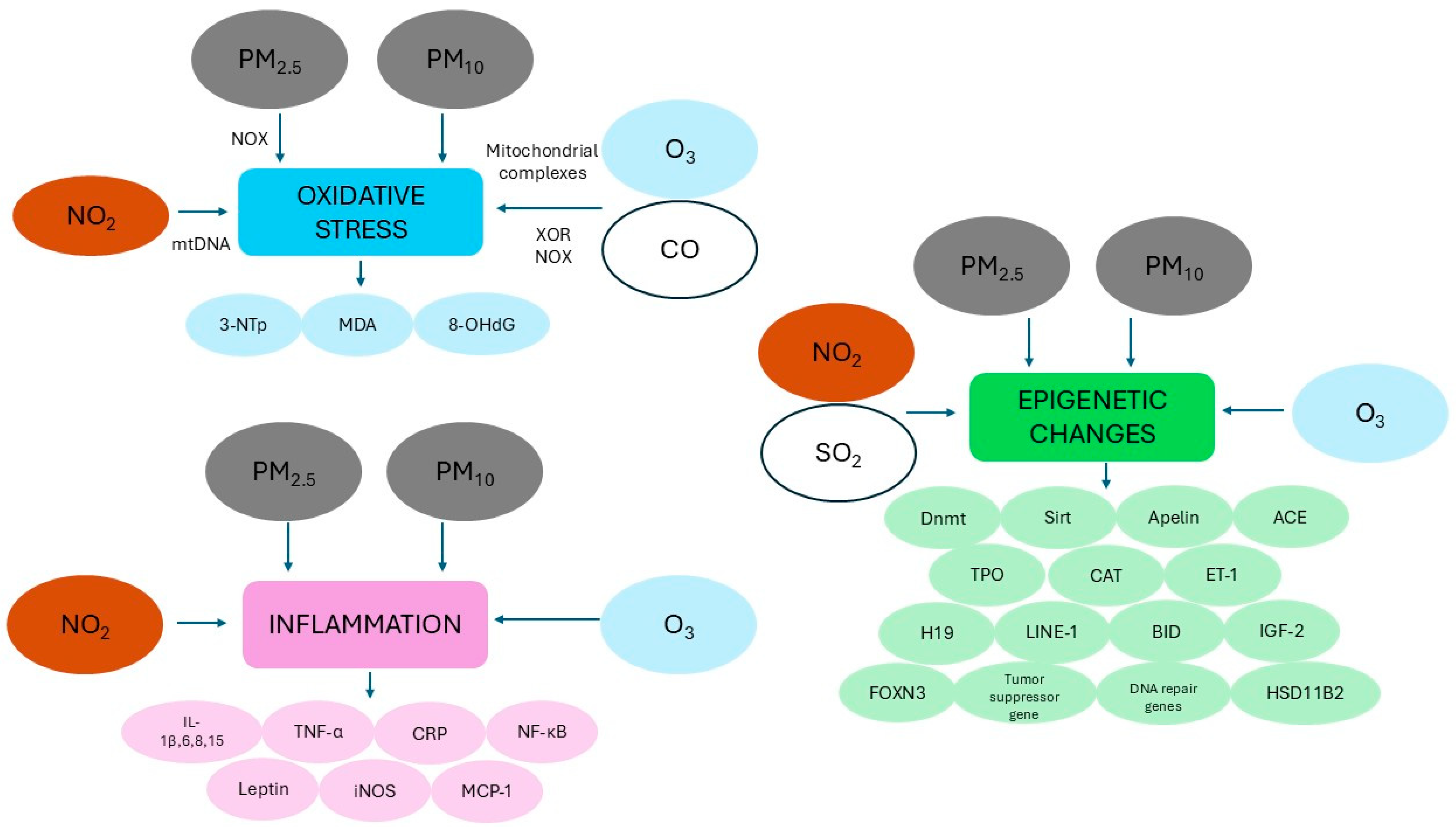 Antioxidants 14 00048 g003