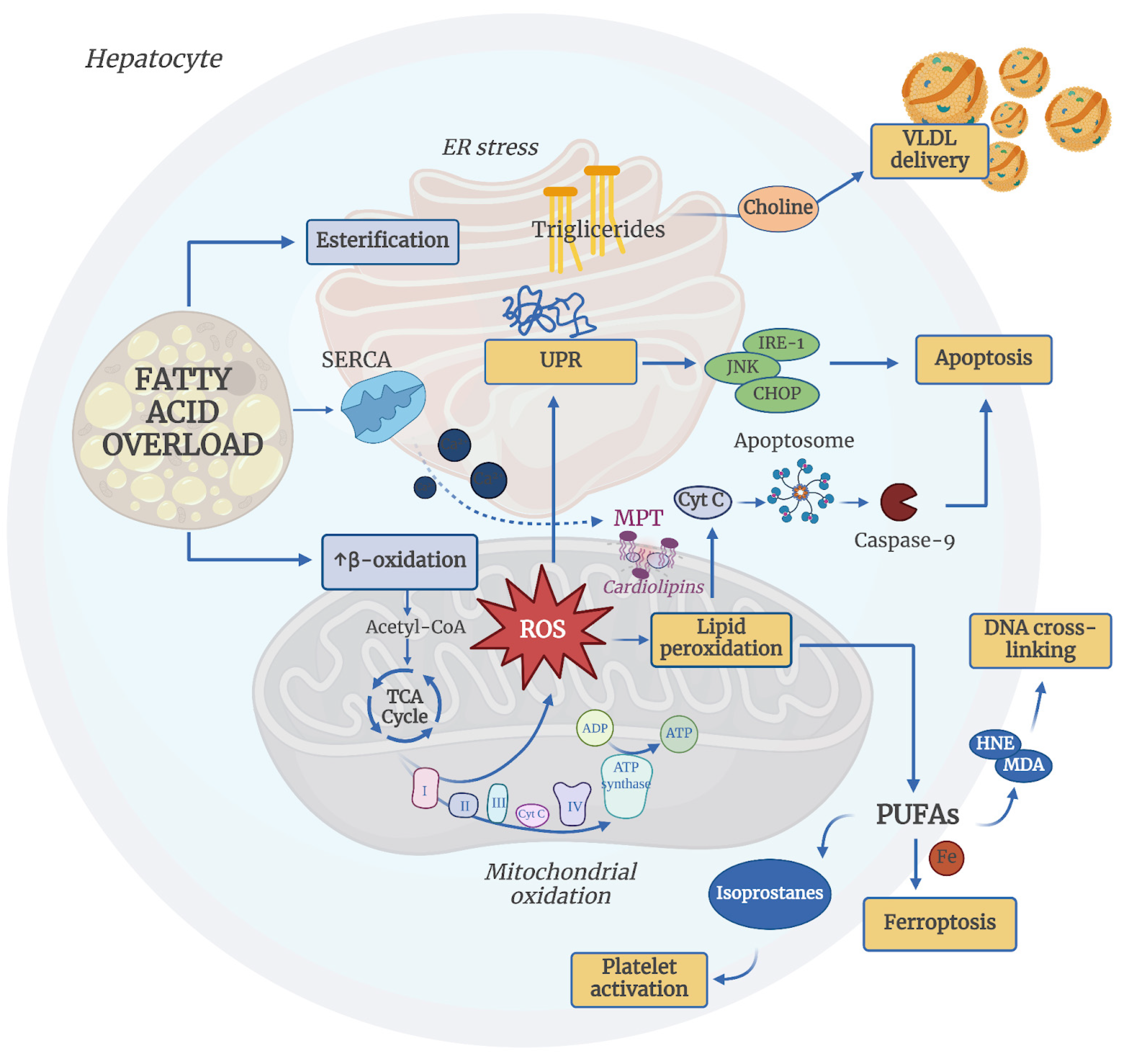 Antioxidants 14 00056 g003