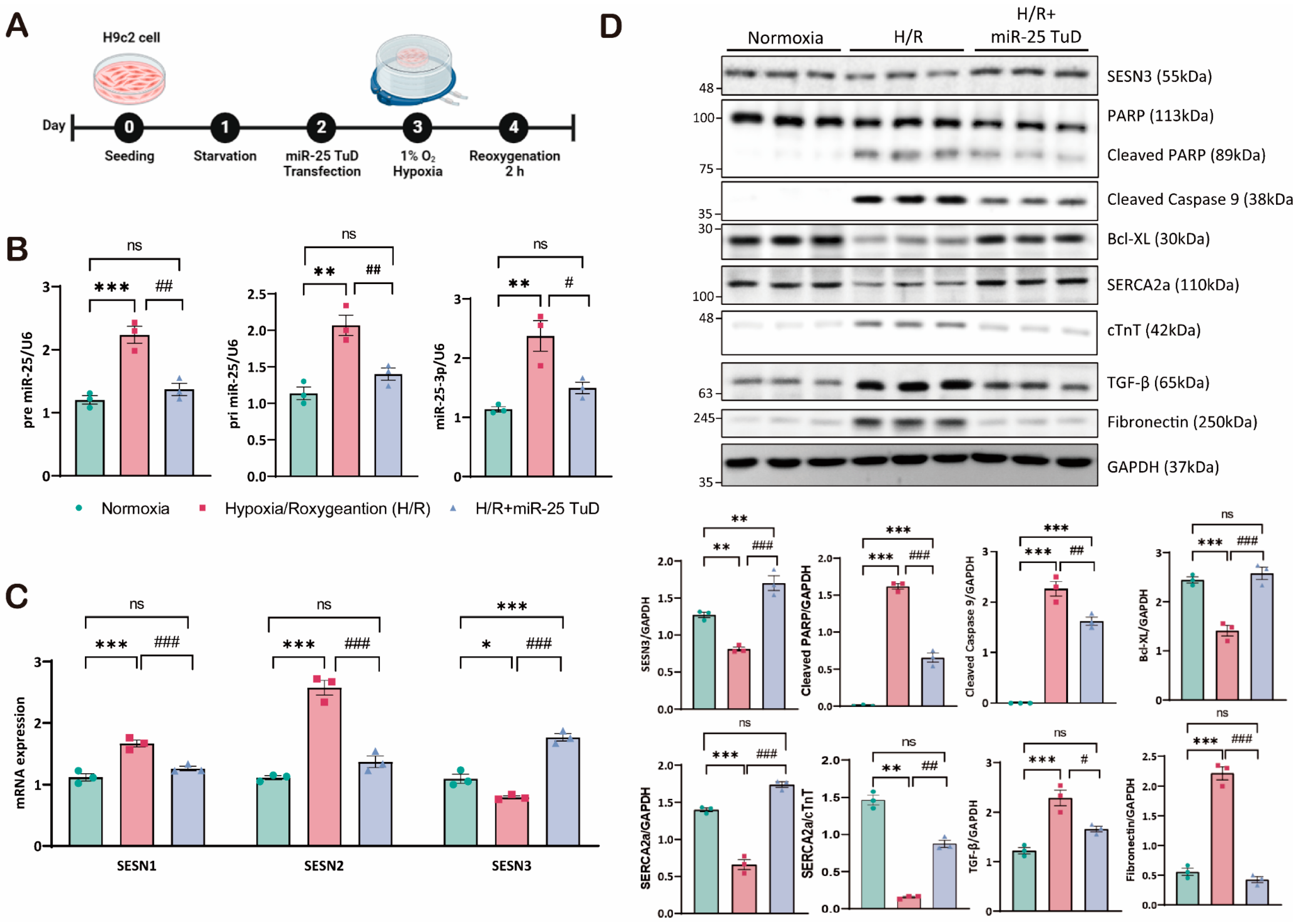 Antioxidants 14 00061 g003