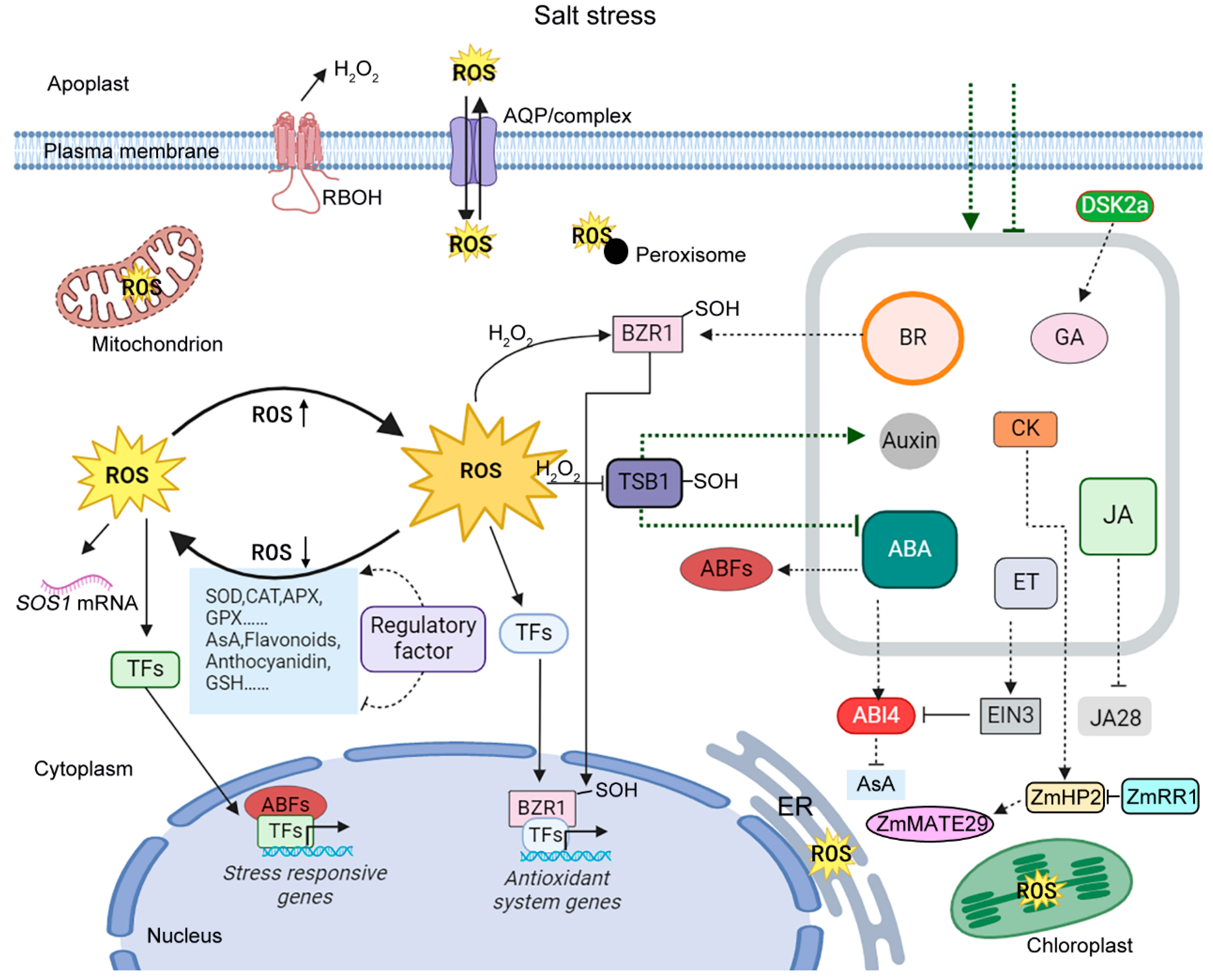 Antioxidants 14 00063 g001