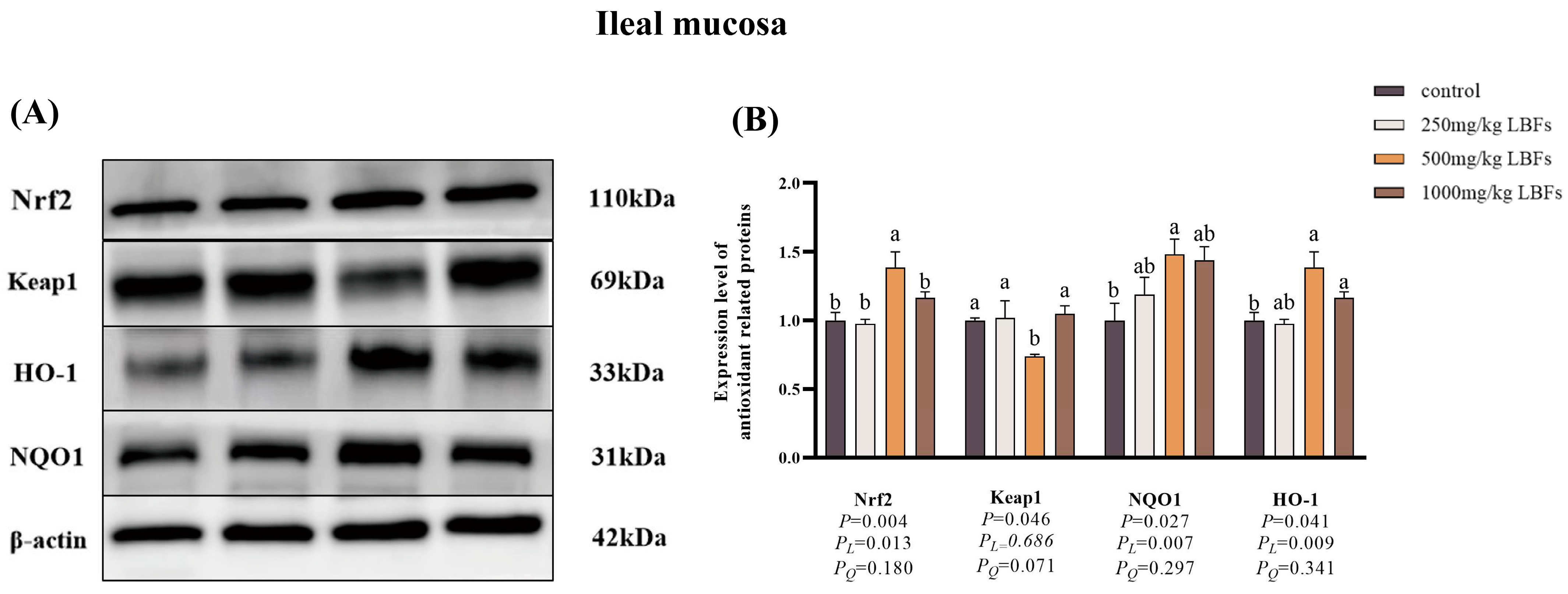 Antioxidants 14 00067 g005