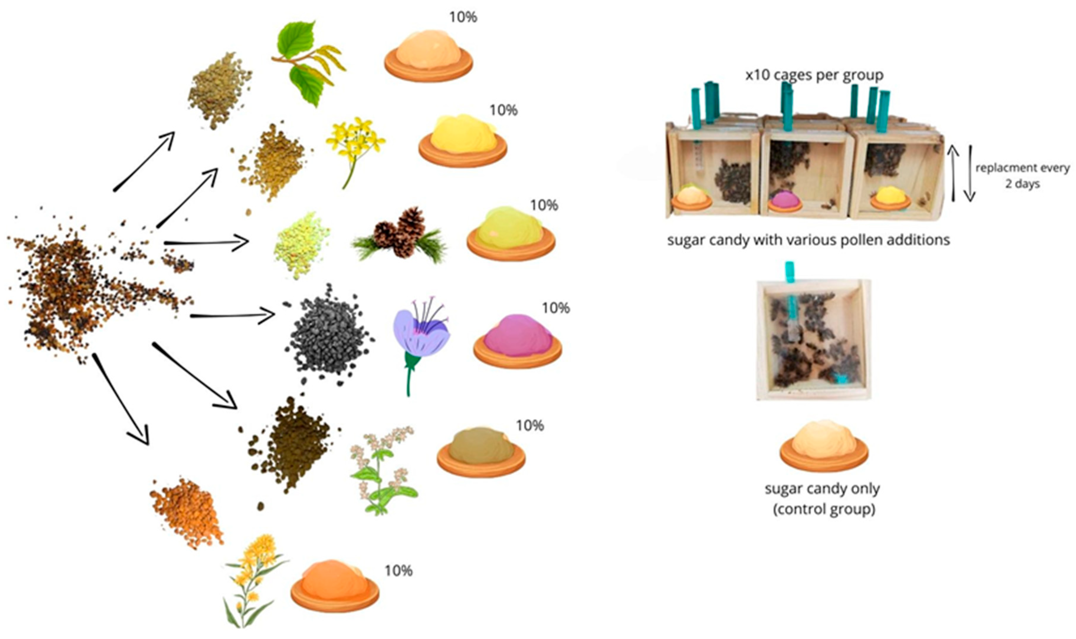 Antioxidants 14 00069 g002 Antioxidants 14 00069 g002