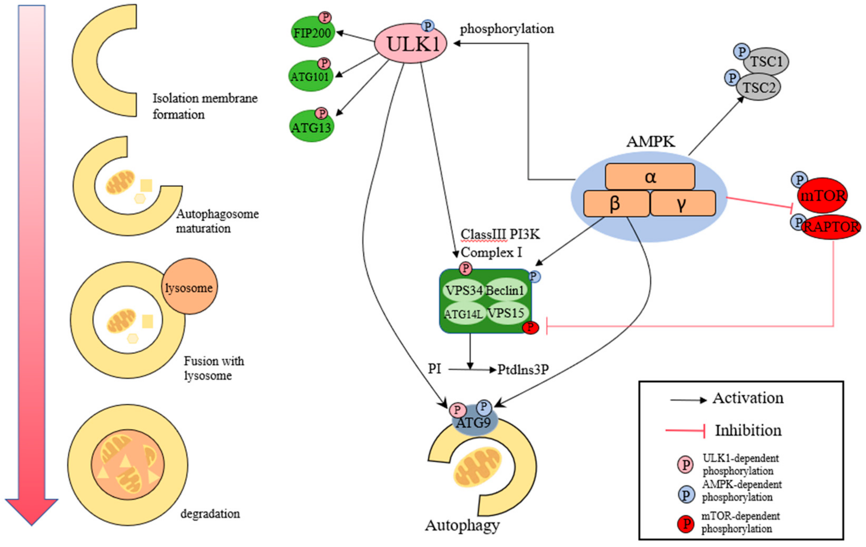 Antioxidants 14 00070 g004