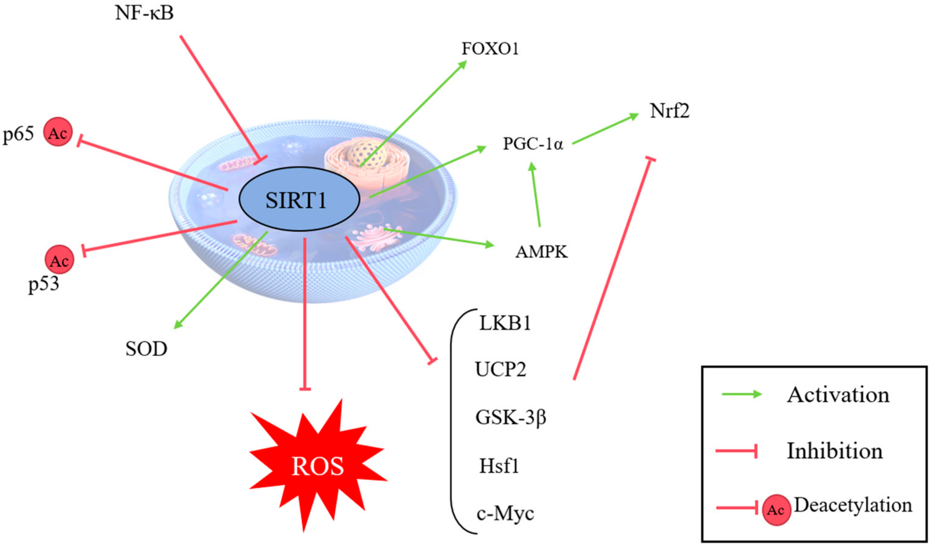 Antioxidants 14 00070 g007