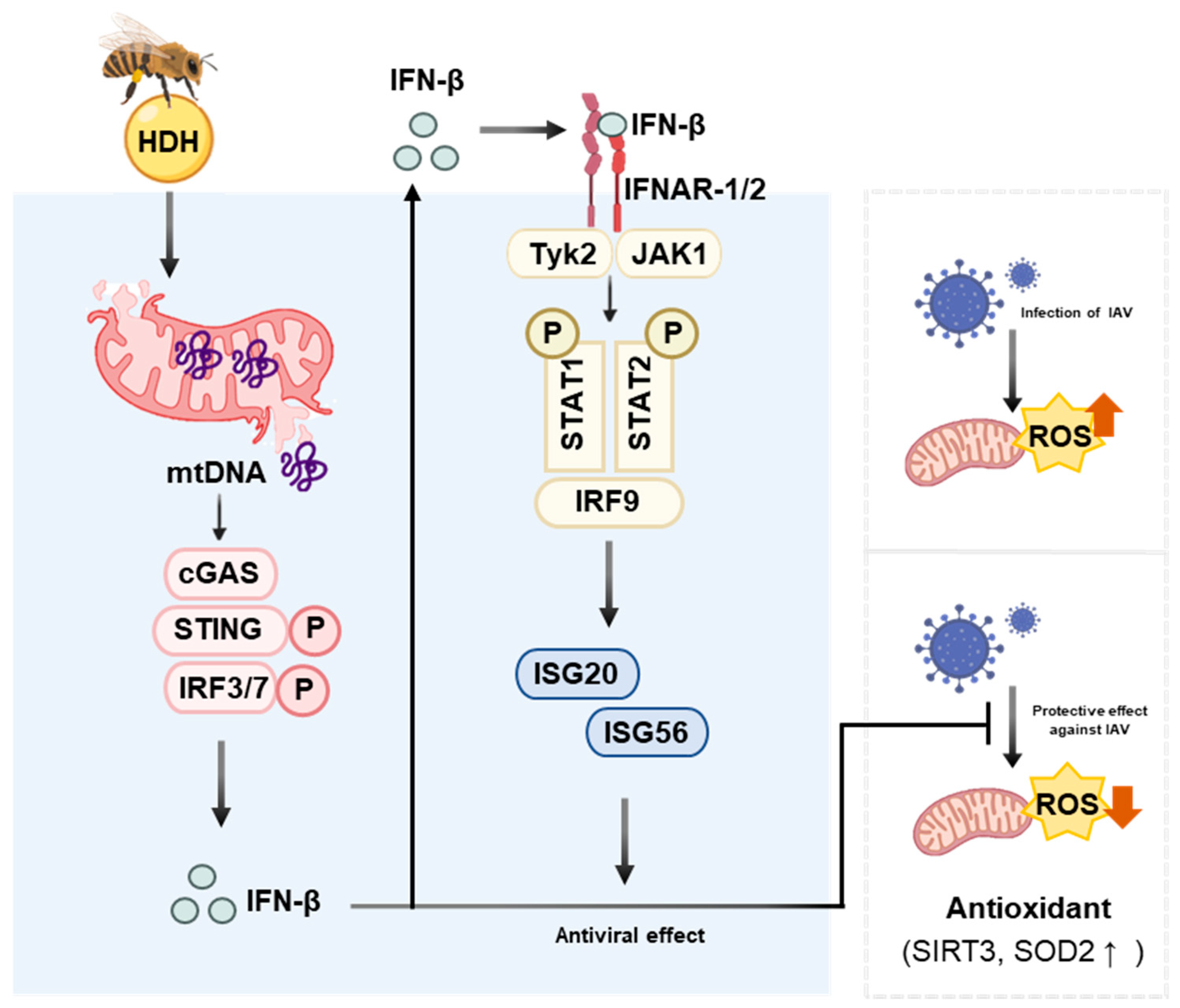 Antioxidants 14 00071 g006
