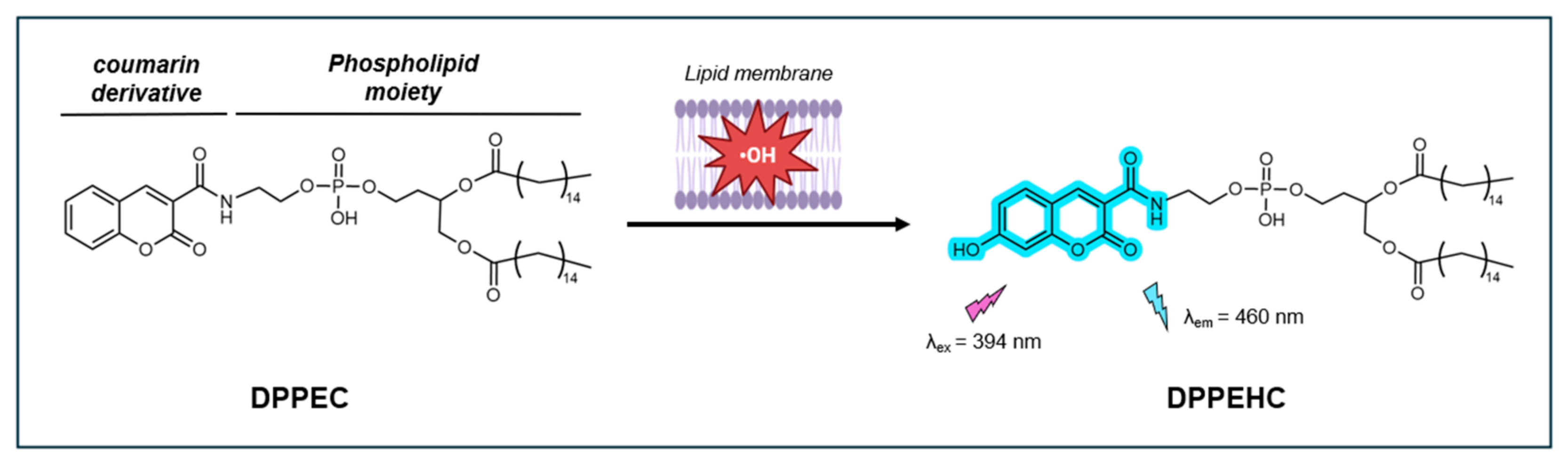 Antioxidants 14 00079 g013