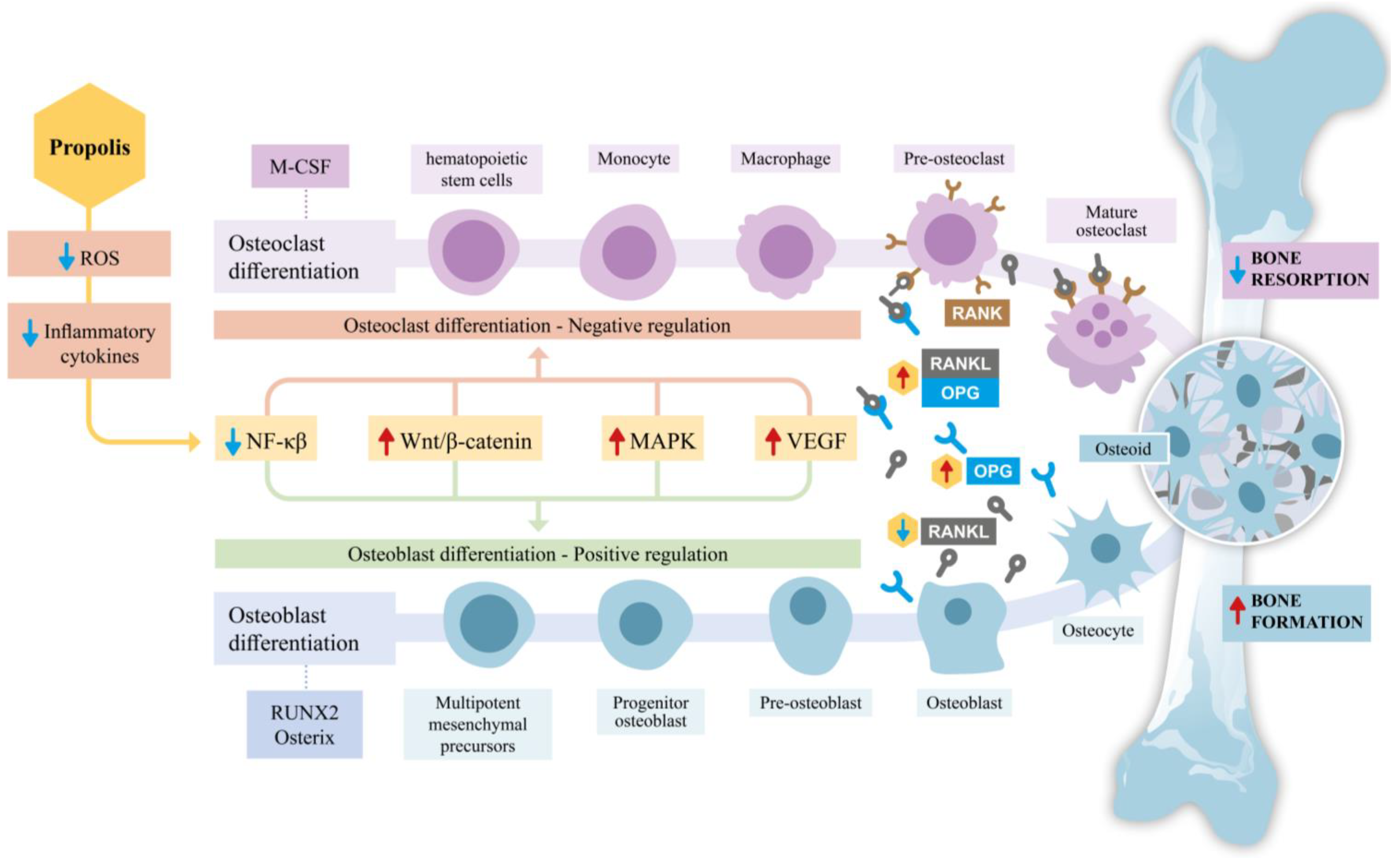 Antioxidants 14 00081 g001