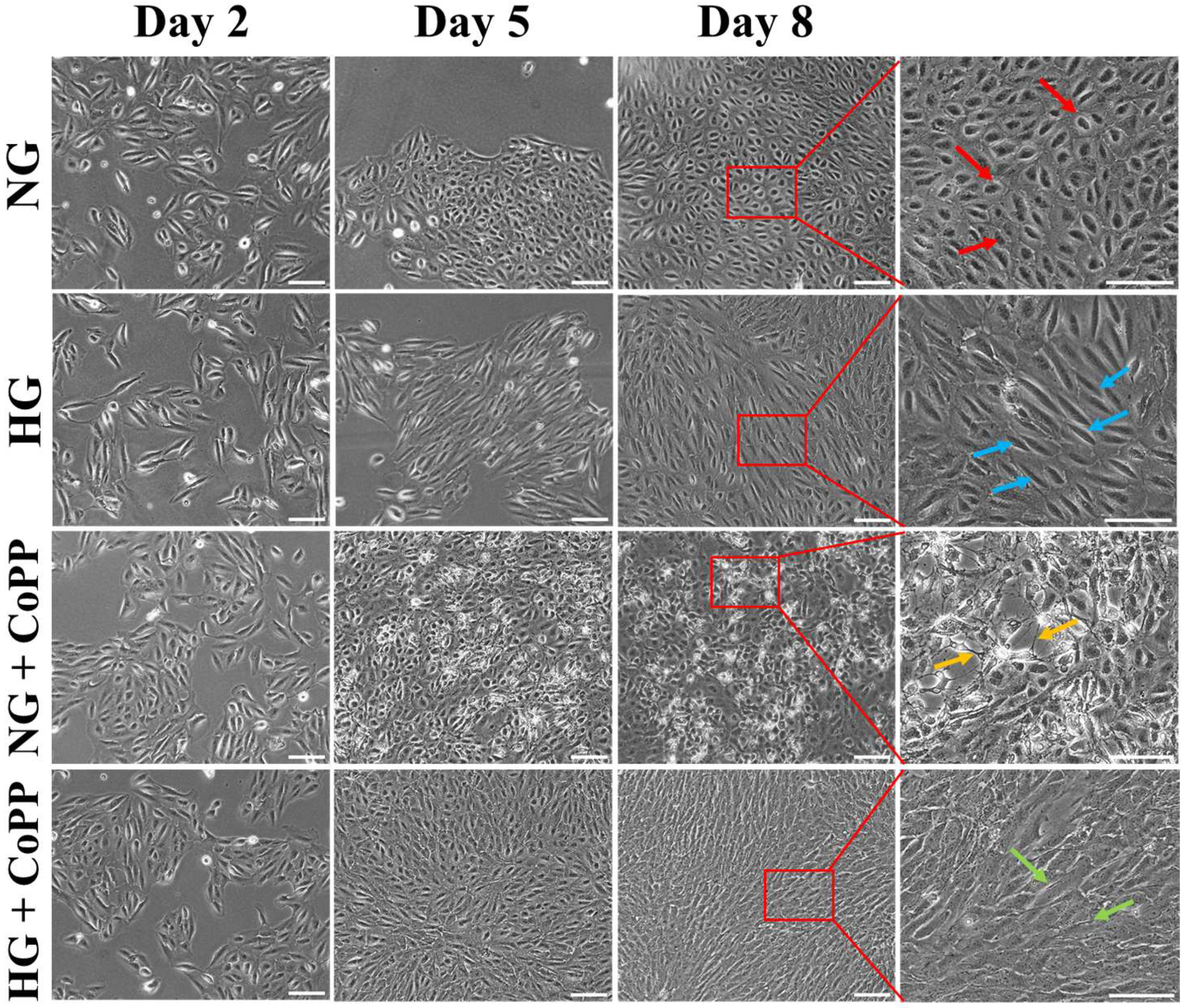 Antioxidants 14 00092 g001