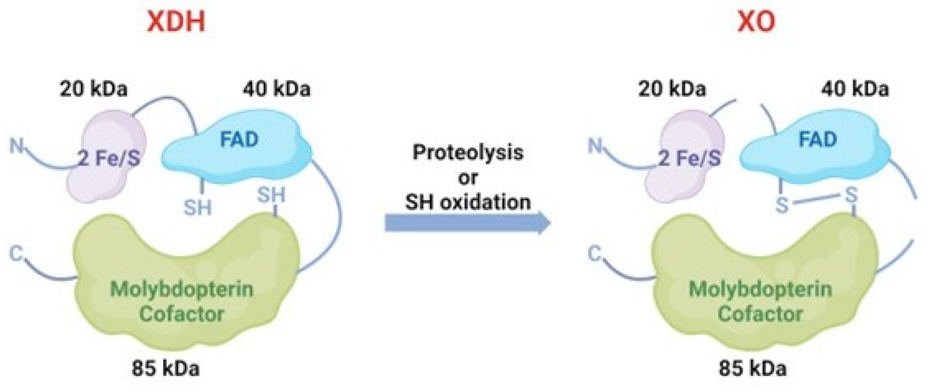 Antioxidants 14 00095 g003