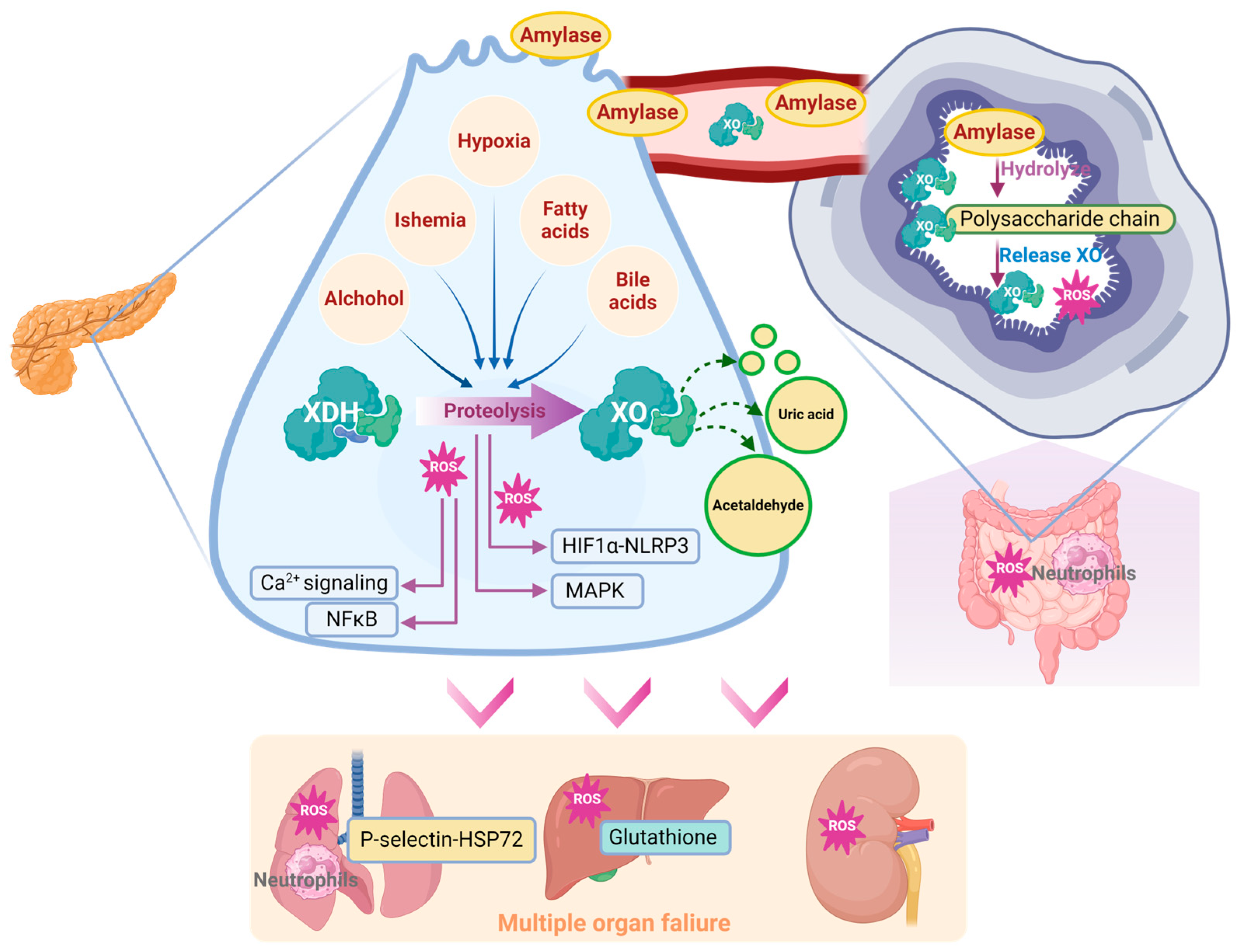 Antioxidants 14 00095 g004