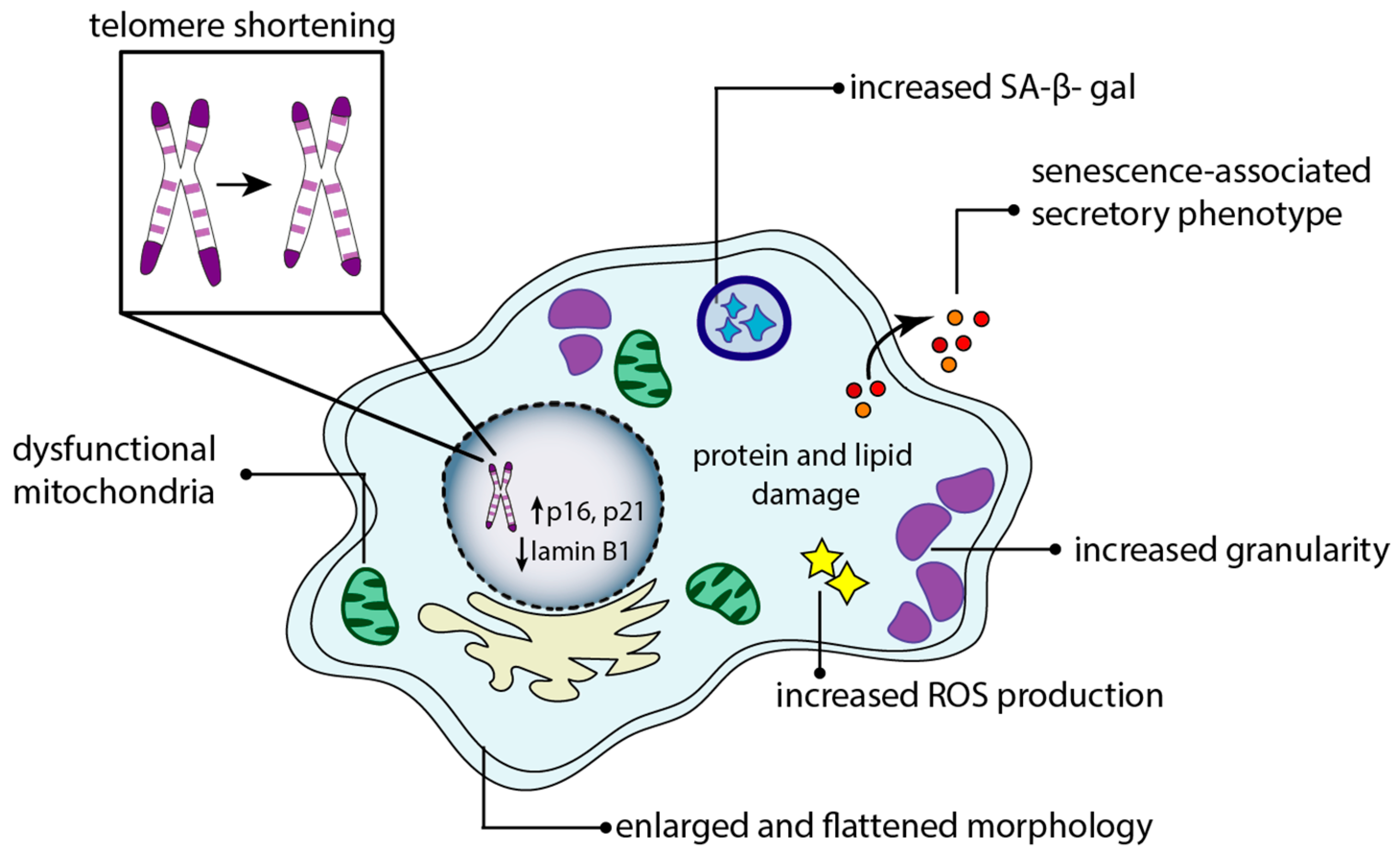 Antioxidants 14 00099 g001