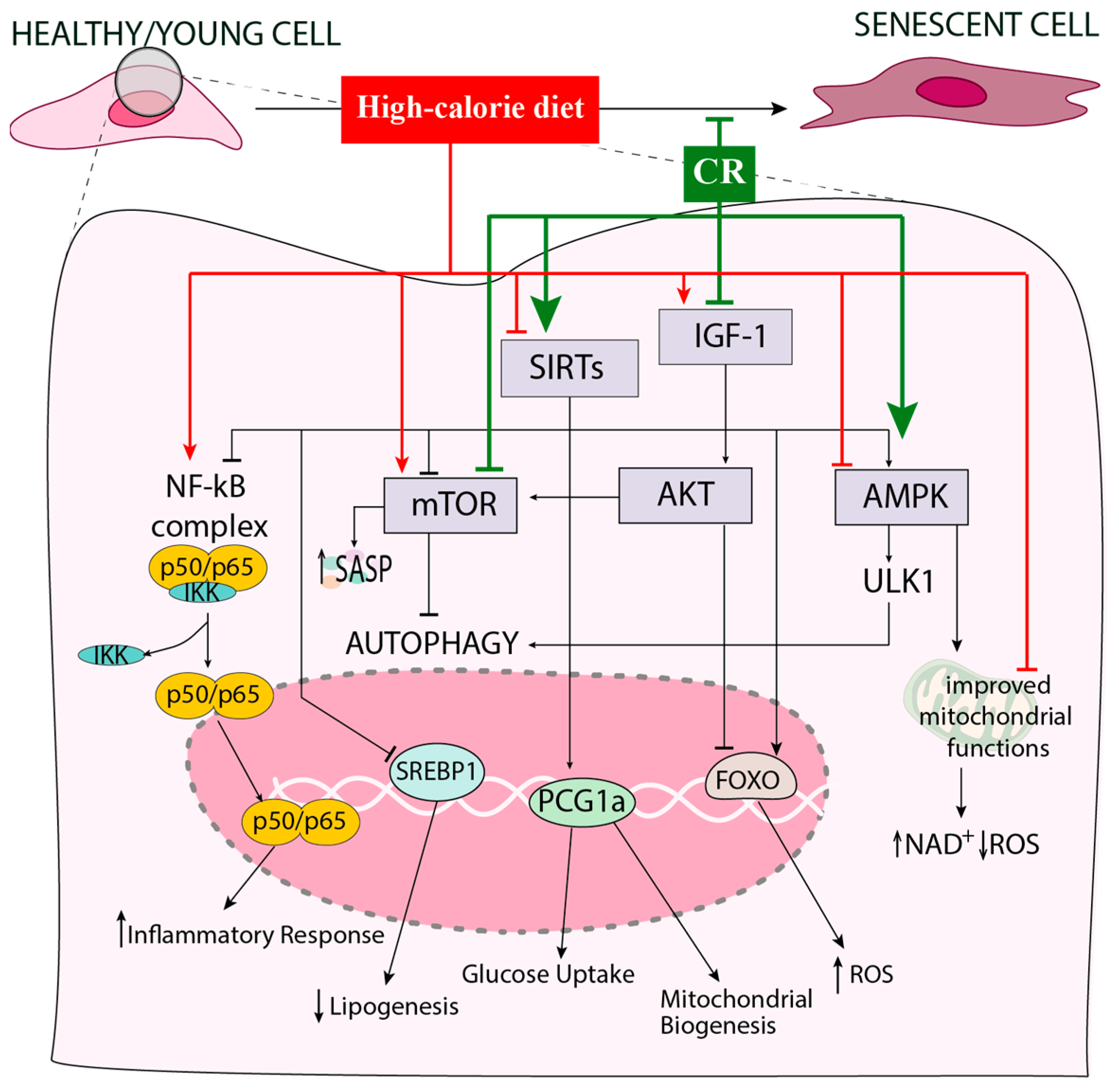 Antioxidants 14 00099 g002