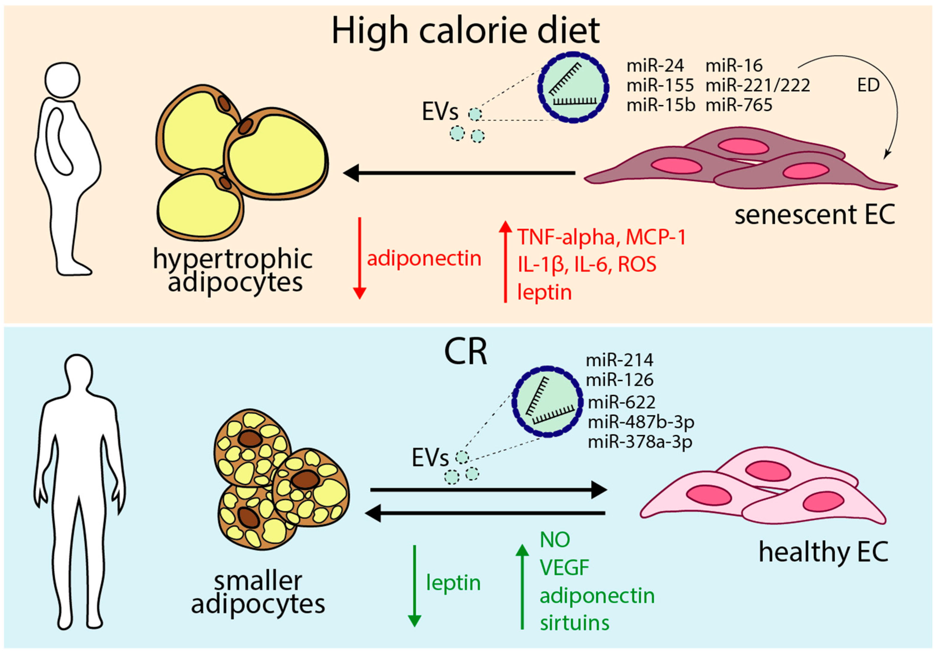 Antioxidants 14 00099 g003
