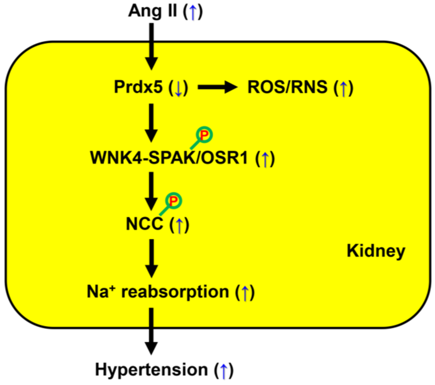 Antioxidants 14 00100 g009