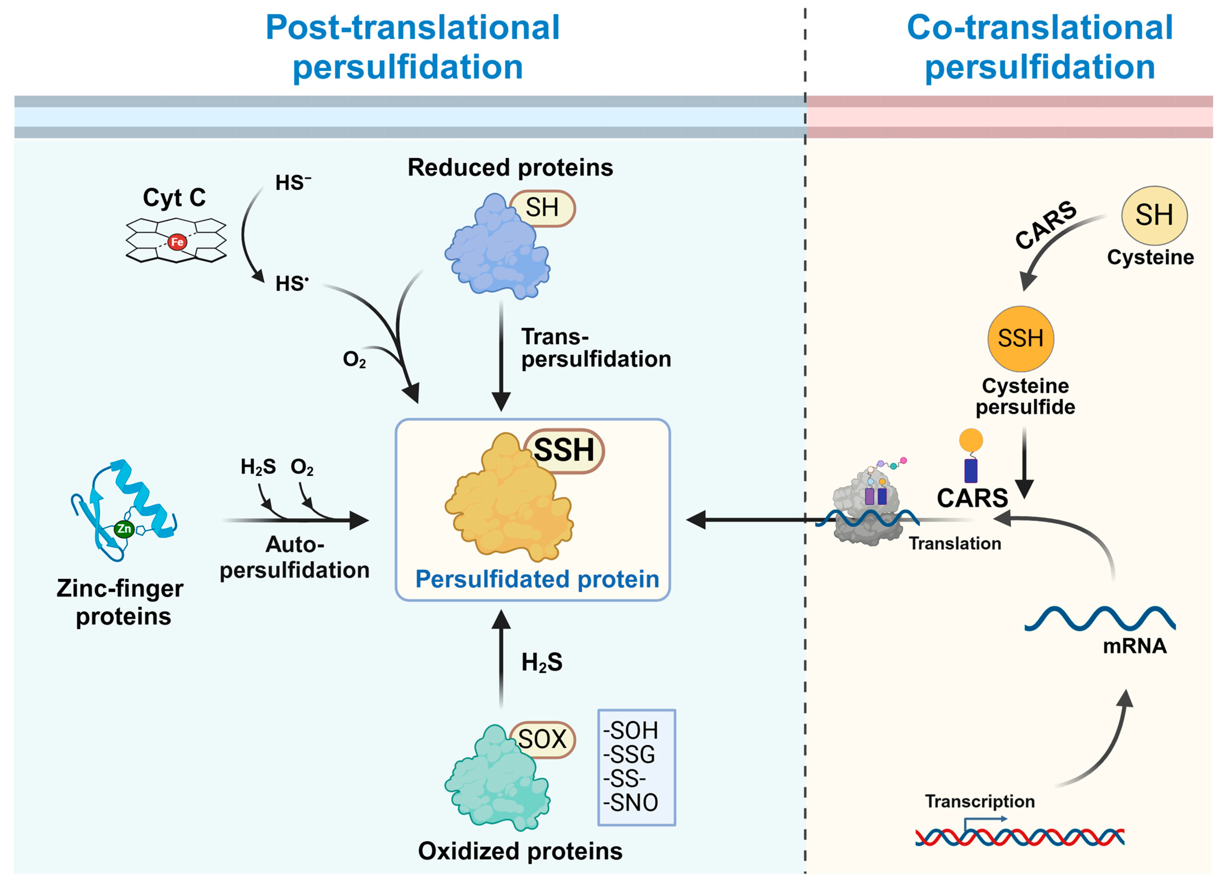 Antioxidants 14 00101 g001