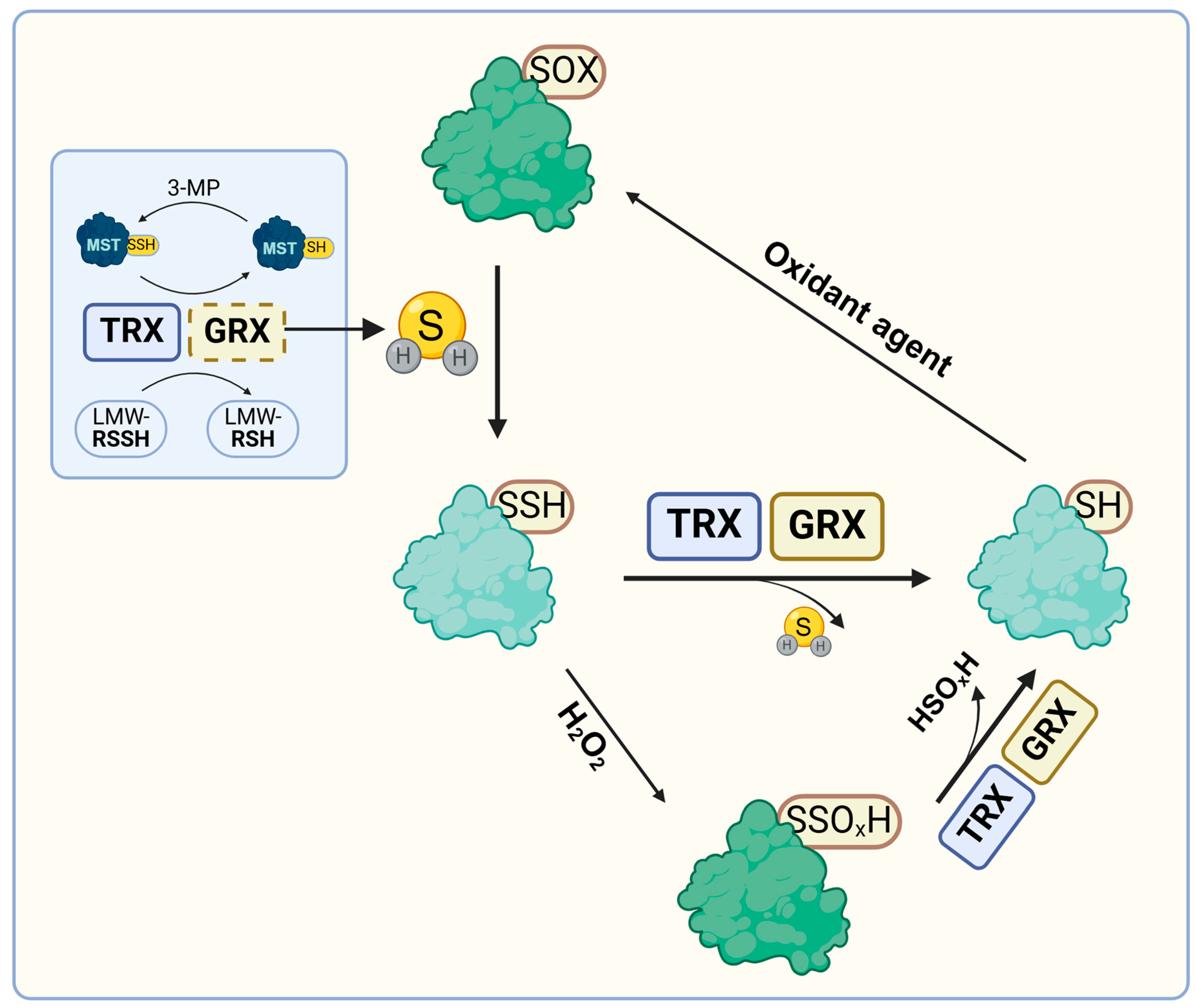 Antioxidants 14 00101 g002