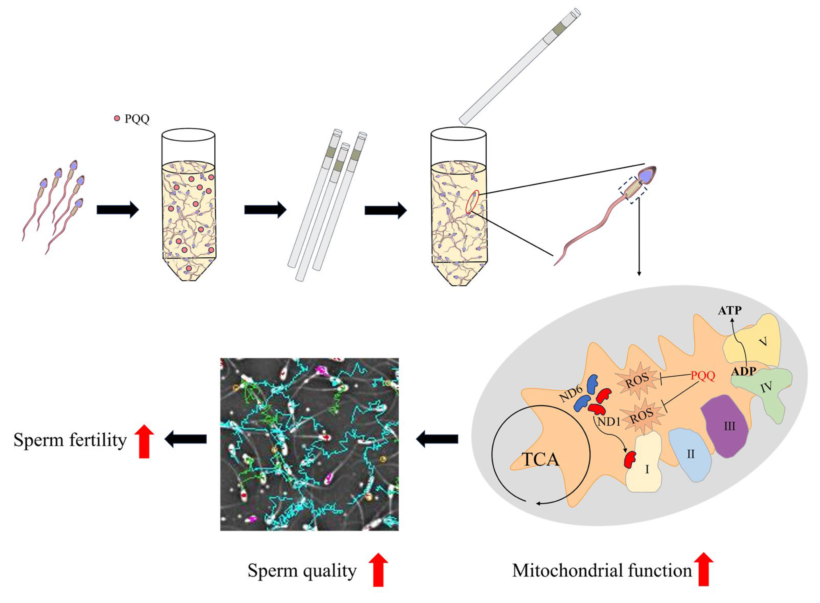 Antioxidants 14 00102 g007