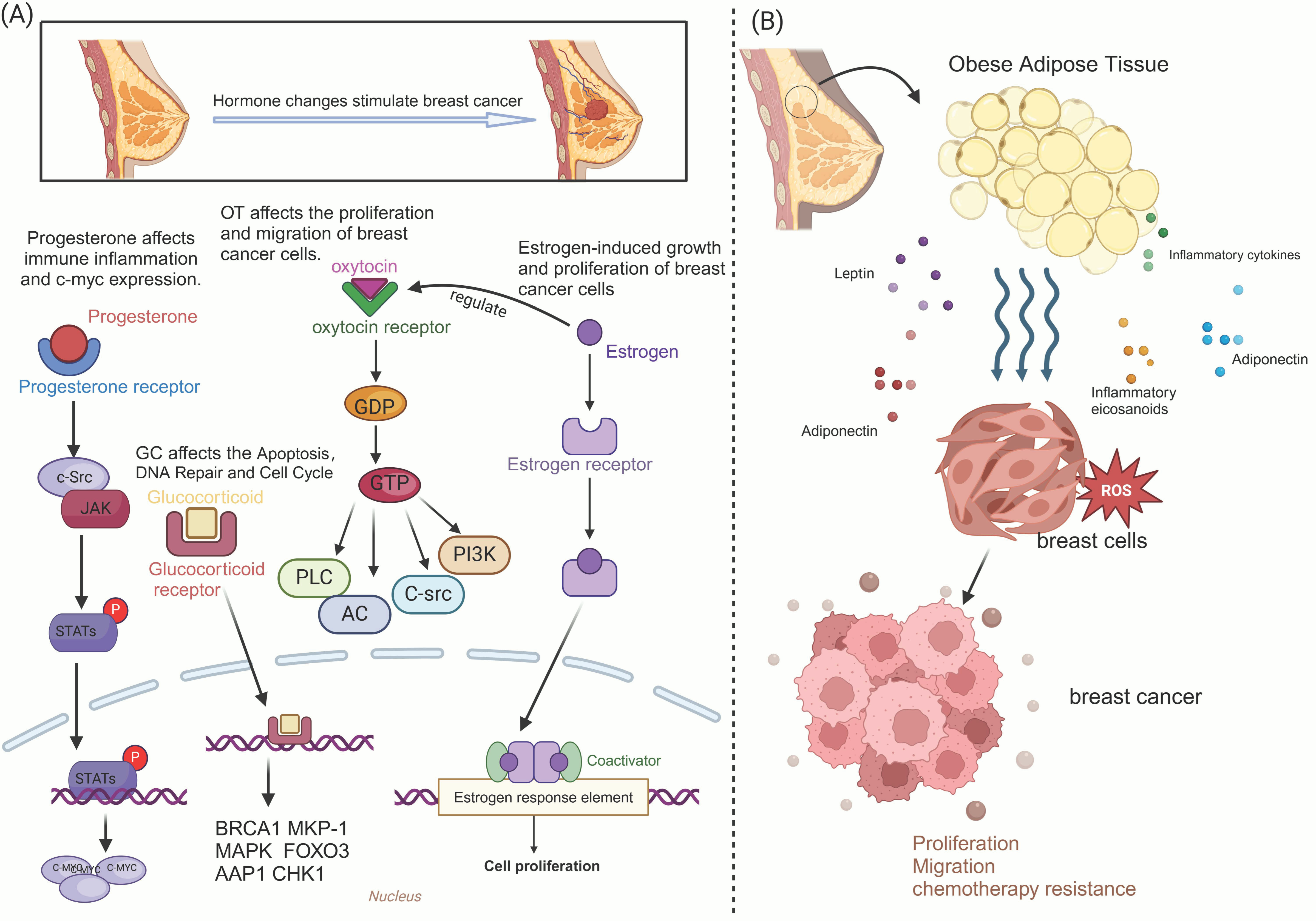 Antioxidants 14 00104 g002