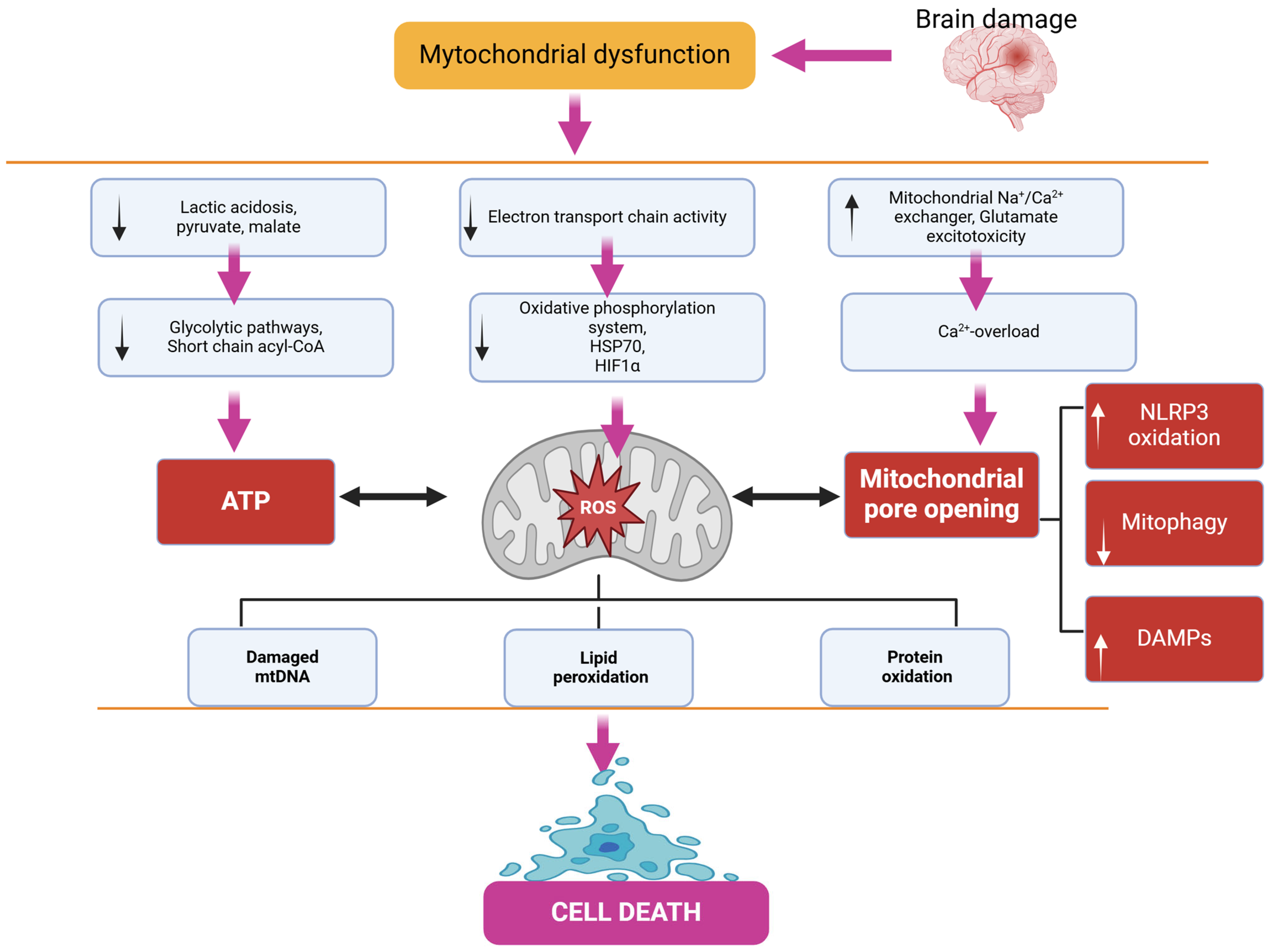 Antioxidants 14 00108 g002 Antioxidants 14 00108 g002