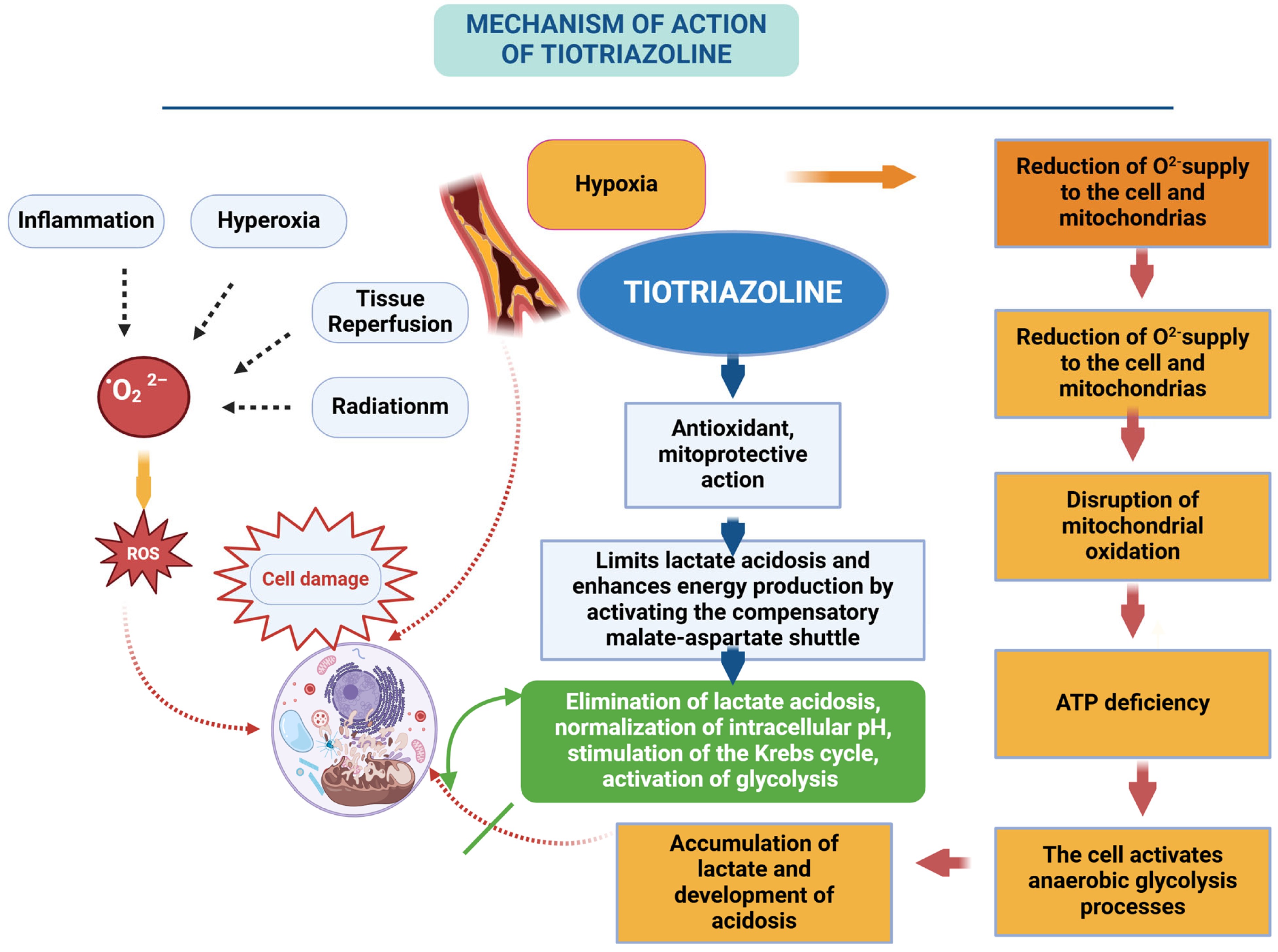 Antioxidants 14 00108 g004 Antioxidants 14 00108 g004