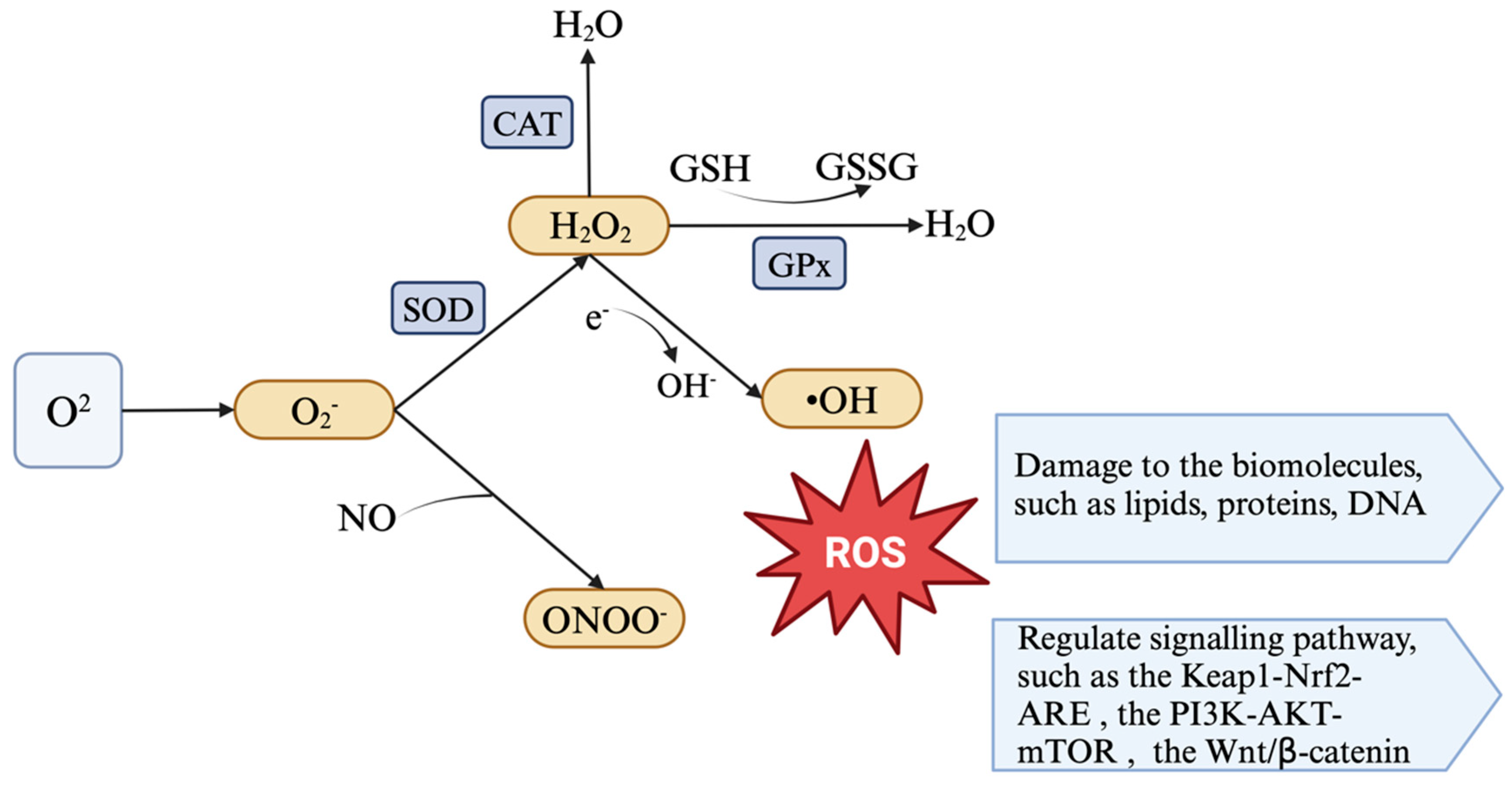 Antioxidants 14 00114 g001