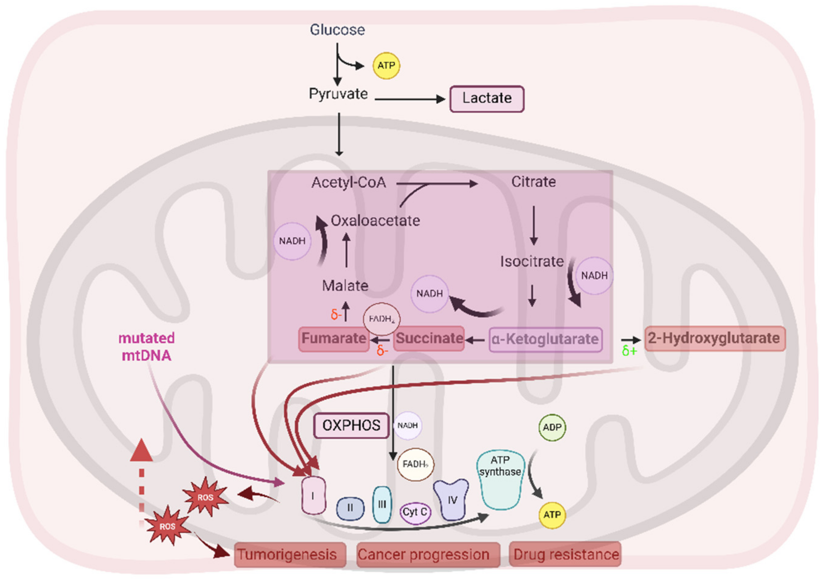 Antioxidants 14 00115 g001