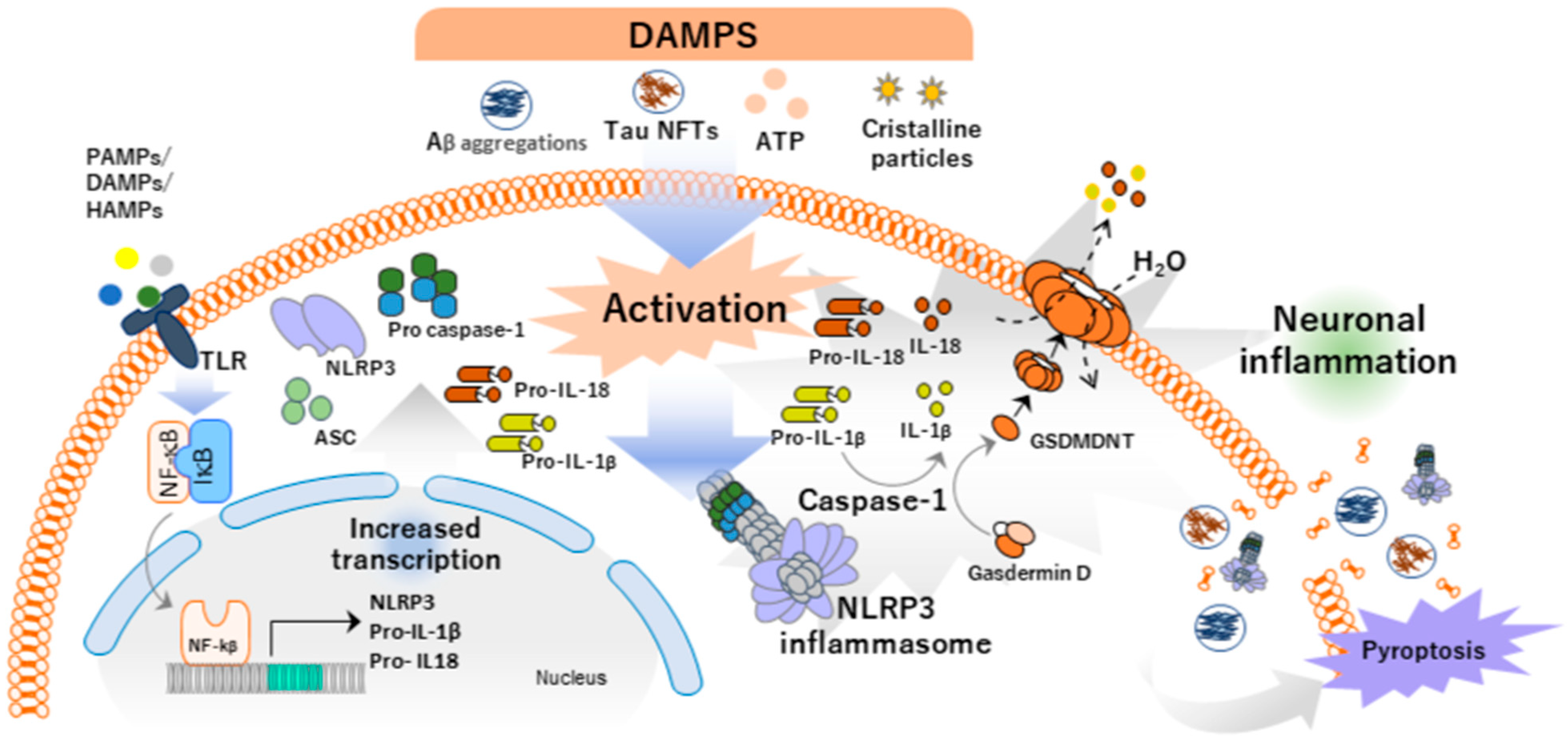 Antioxidants 14 00121 g002