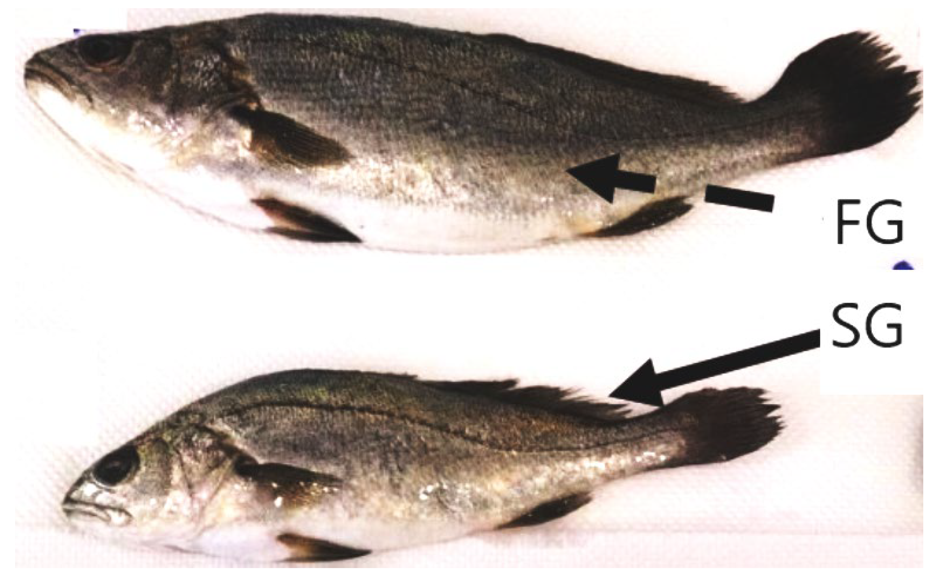 Antioxidants 14 00124 g001