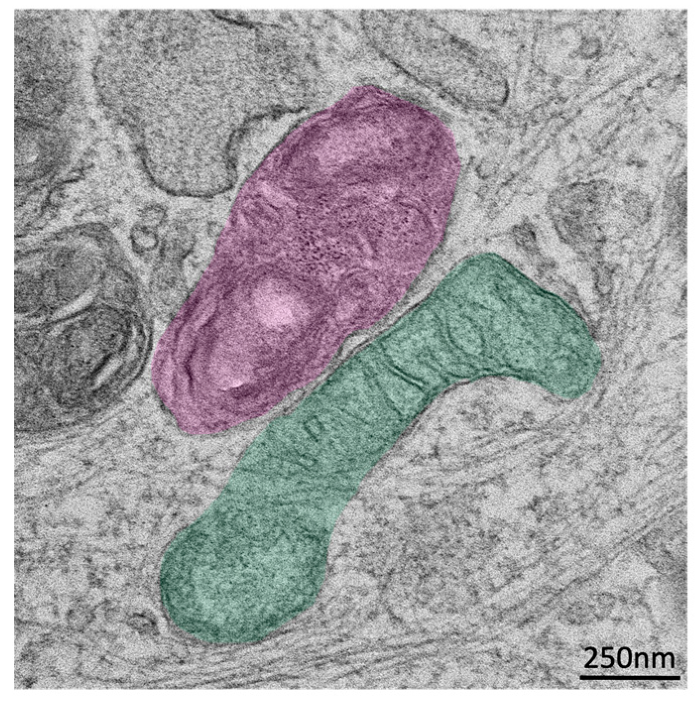 Antioxidants 14 00125 g001