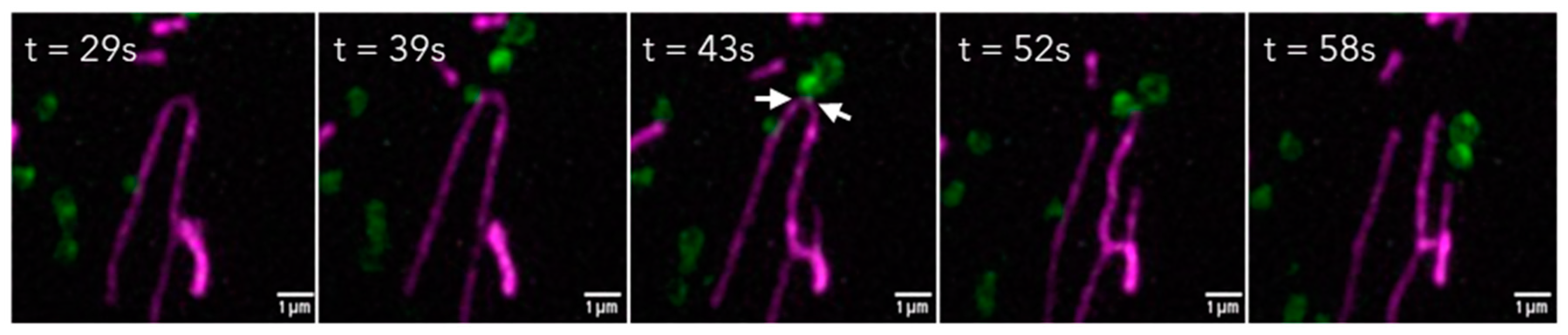 Antioxidants 14 00125 g003