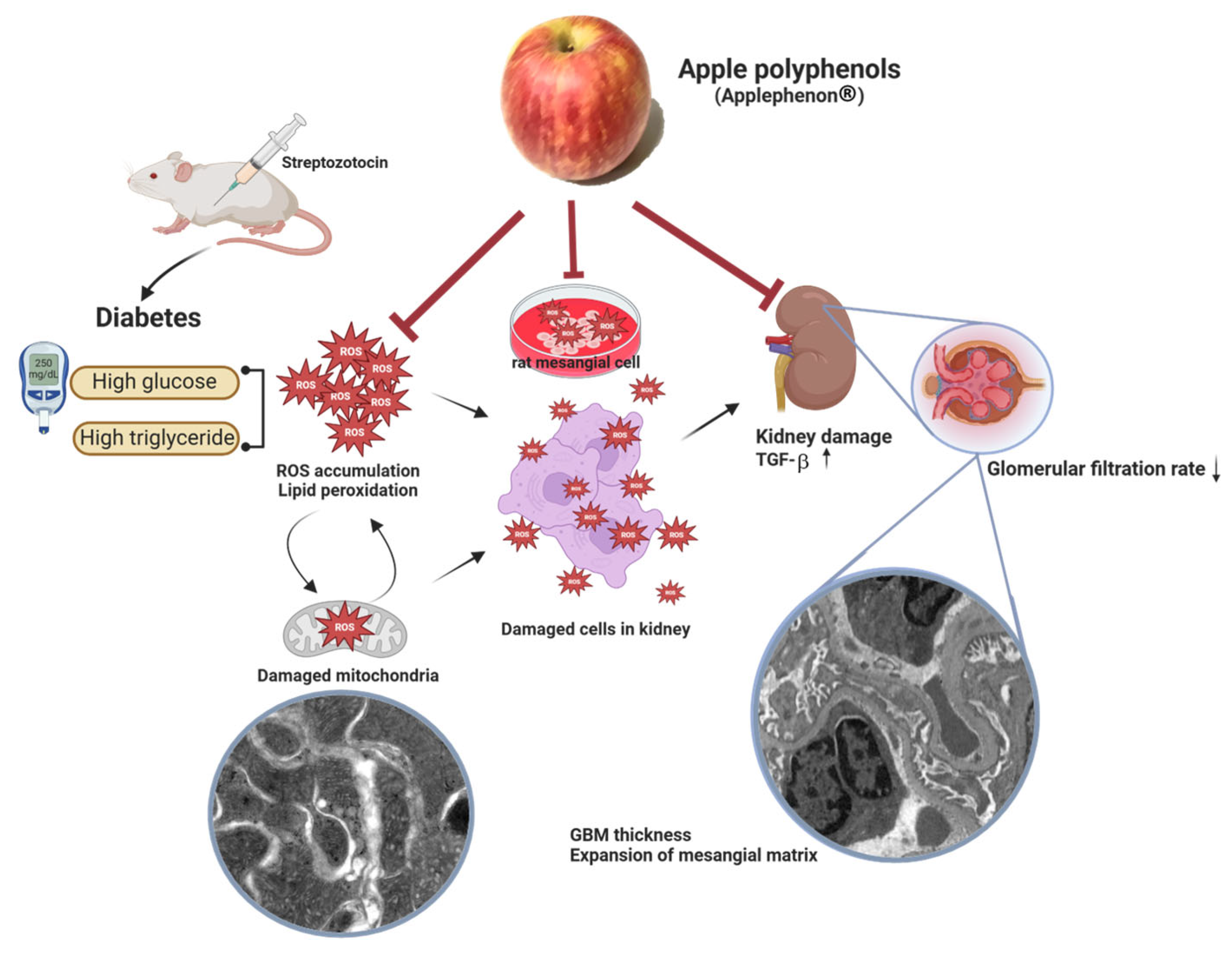 Antioxidants 14 00130 g005