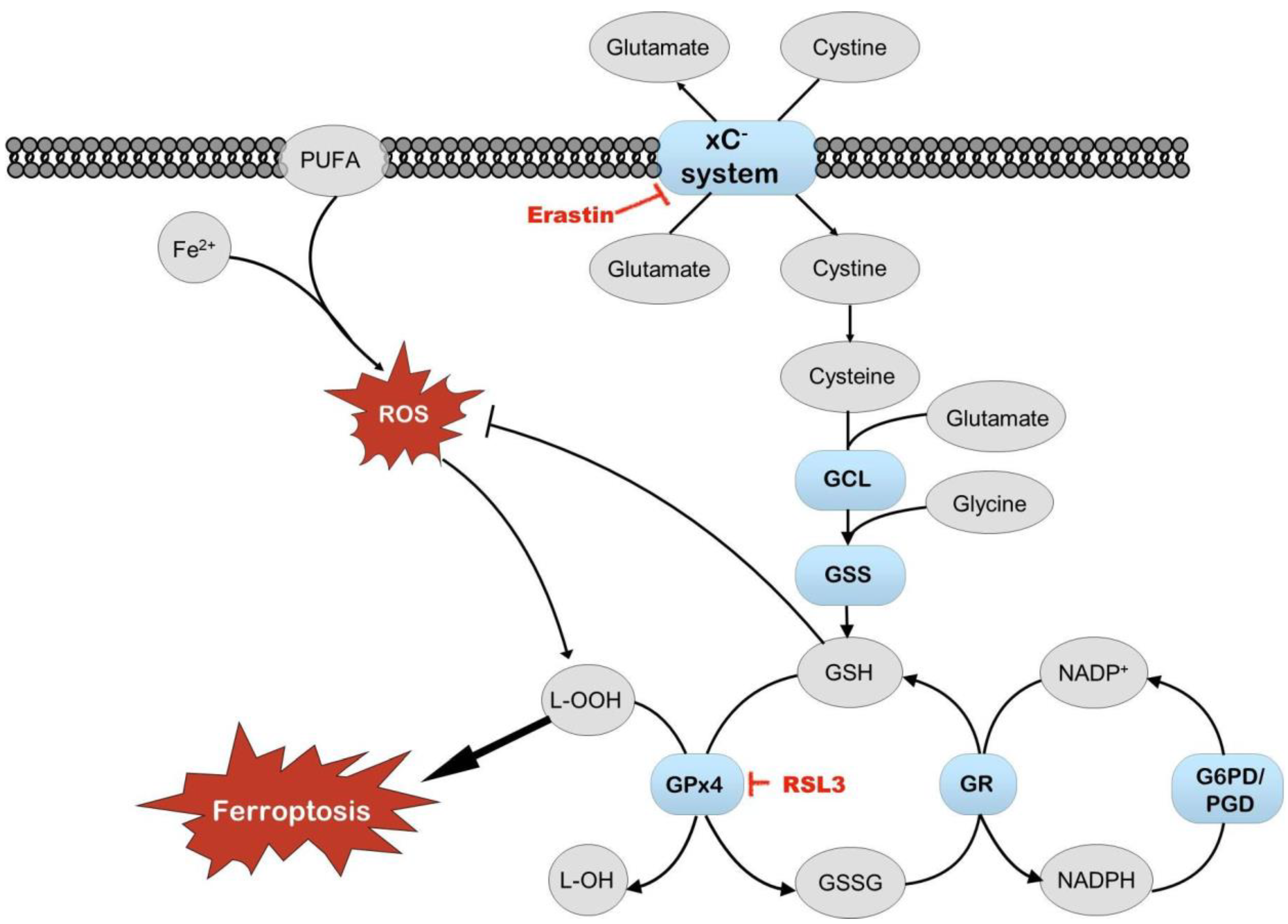 Antioxidants 14 00137 g009