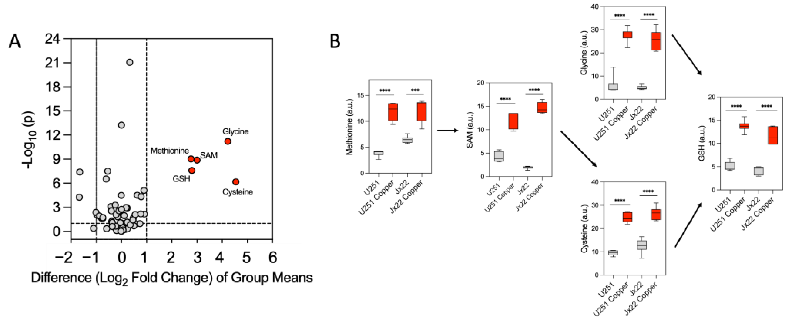 Antioxidants 14 00142 g004
