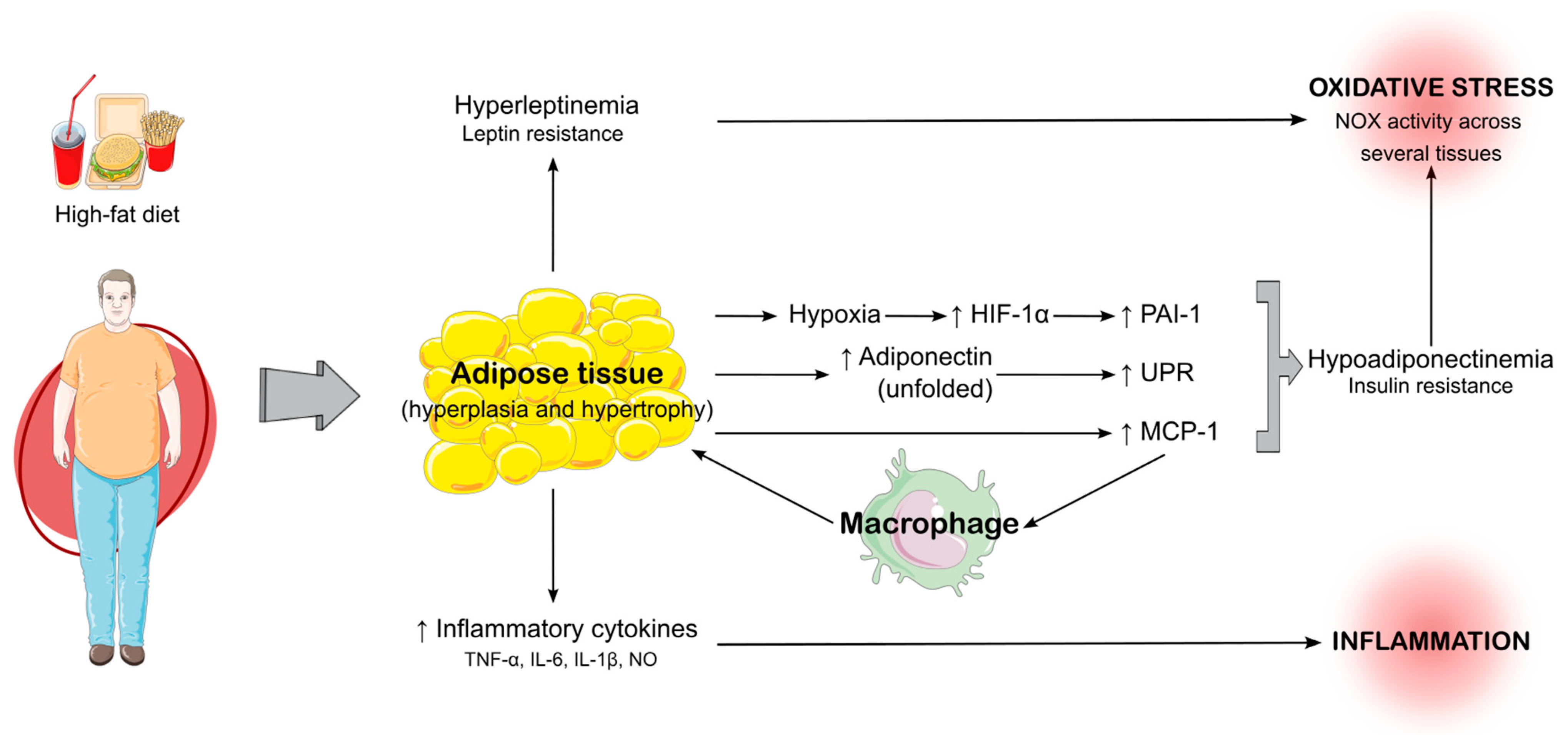 Antioxidants 14 00150 g001